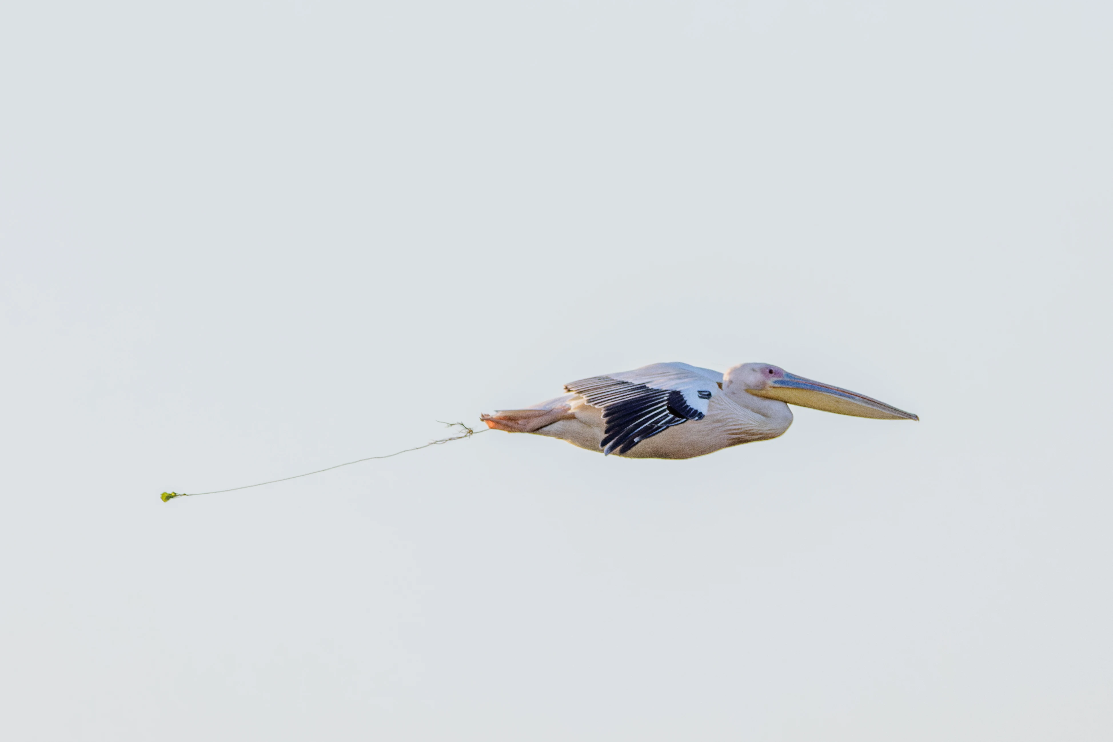 Great White Pelican in flight, Danube Delta, Romania — photo by Orlando Prugel-Bennett