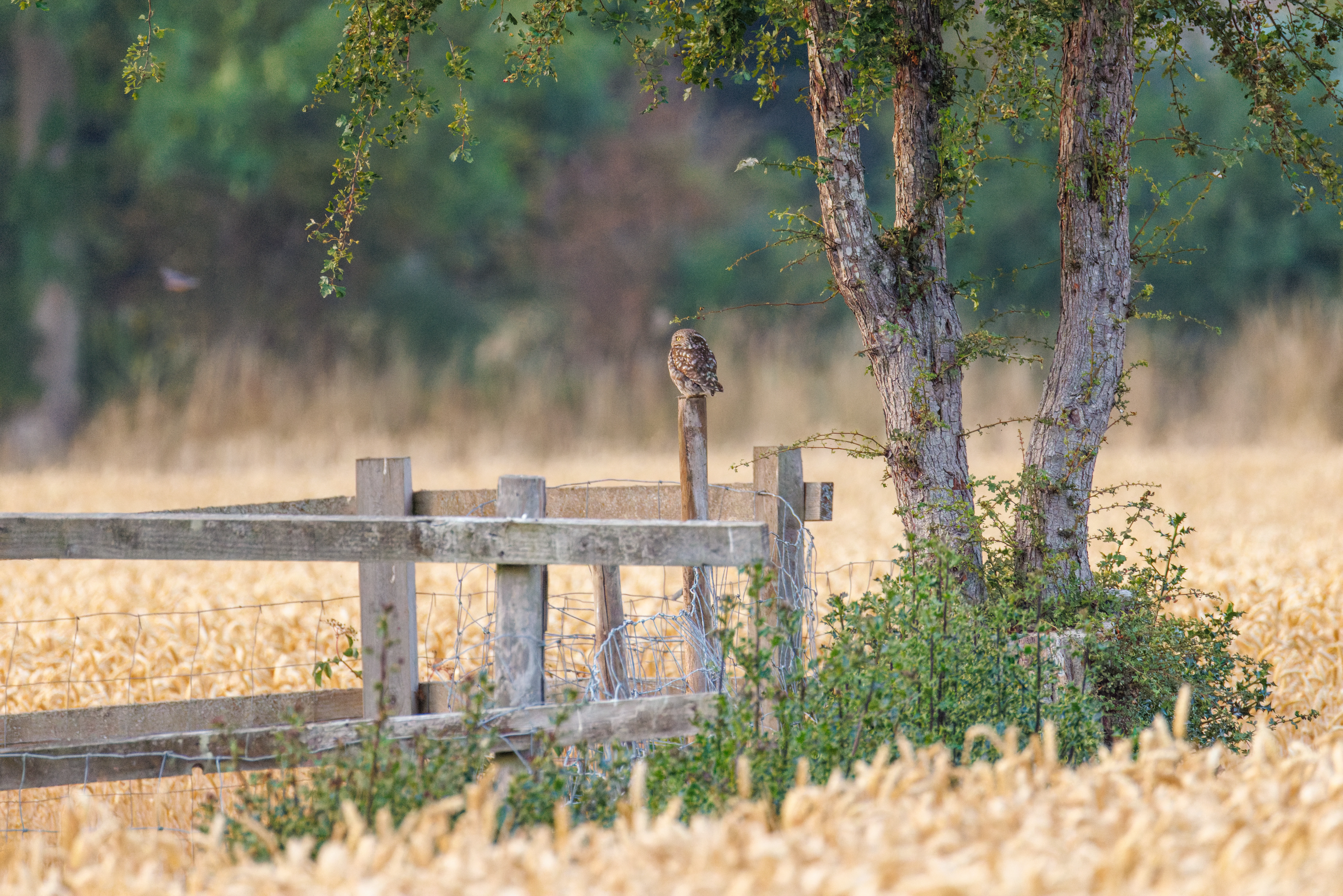 Little Owl, Dogmersfield, Hampshire, UK — photo by Orlando Prugel-Bennett