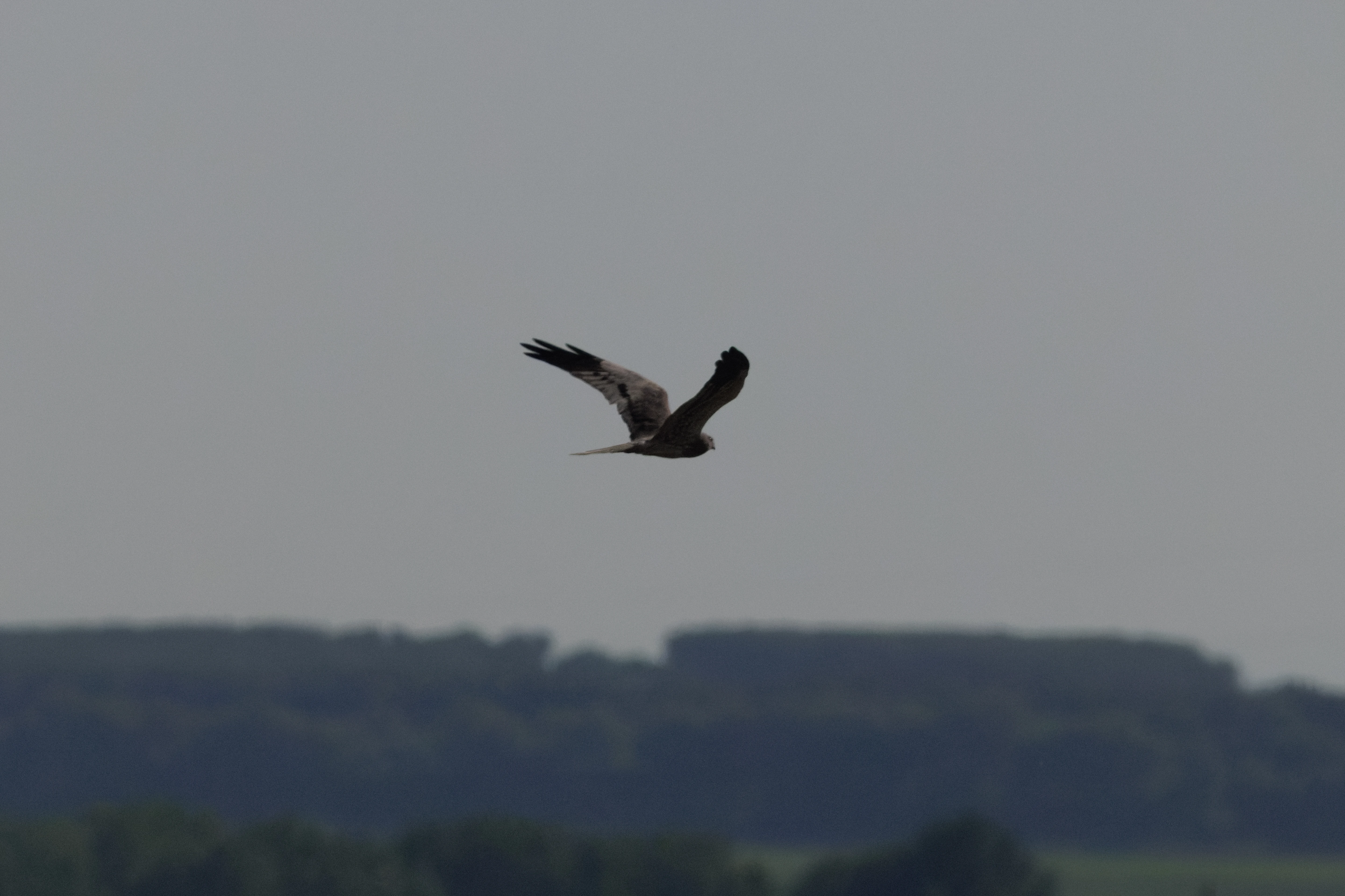 Montagu's Harrier, Romanian Steppe, Romania — photo by Orlando Prugel-Bennett