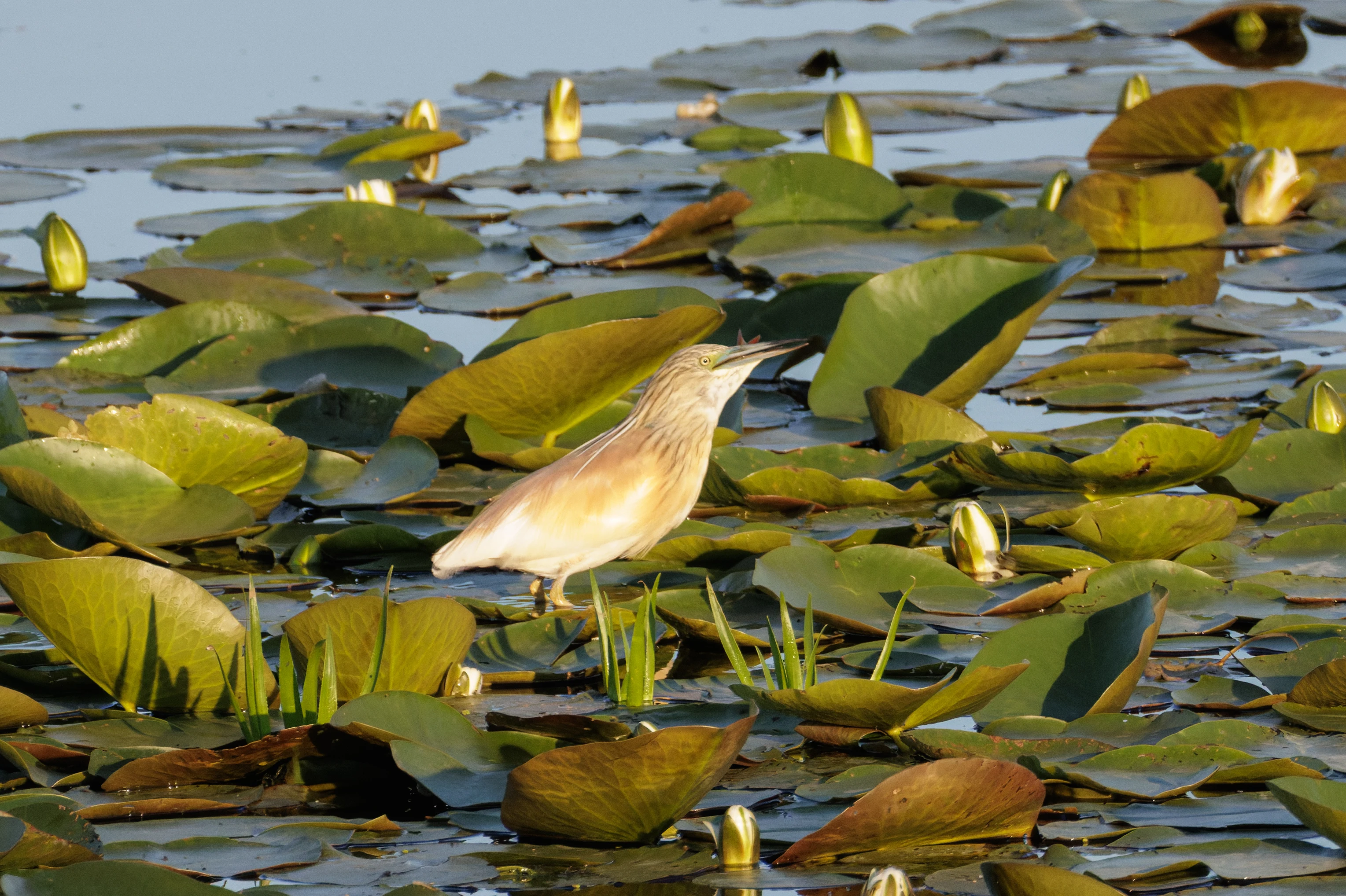 Squacco Heron in water lilies, Danube Delta, Romania — photo by Orlando Prugel-Bennett