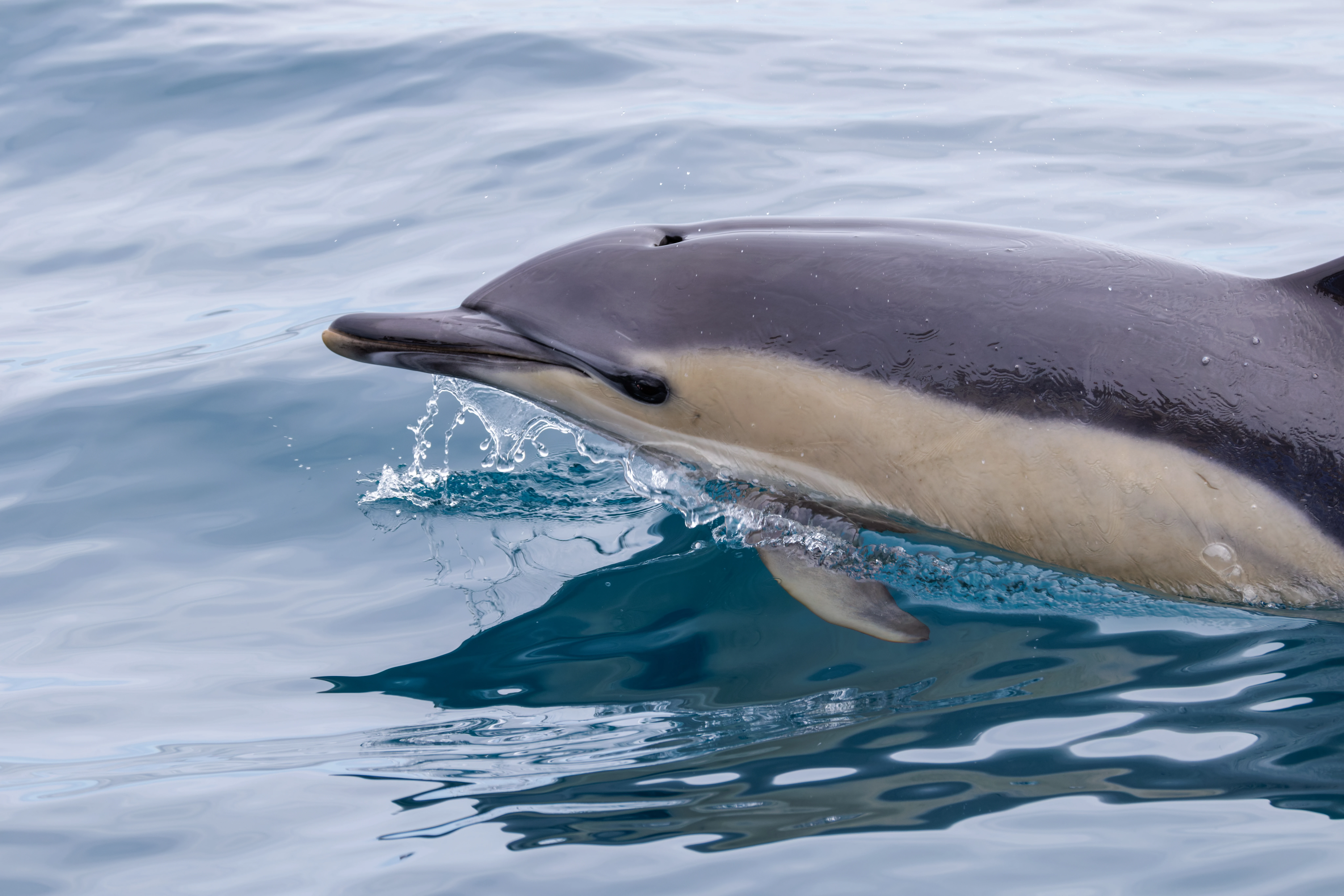 Common Dolphin, Falmouth, Cornwall, UK — photo by Orlando Prugel-Bennett
