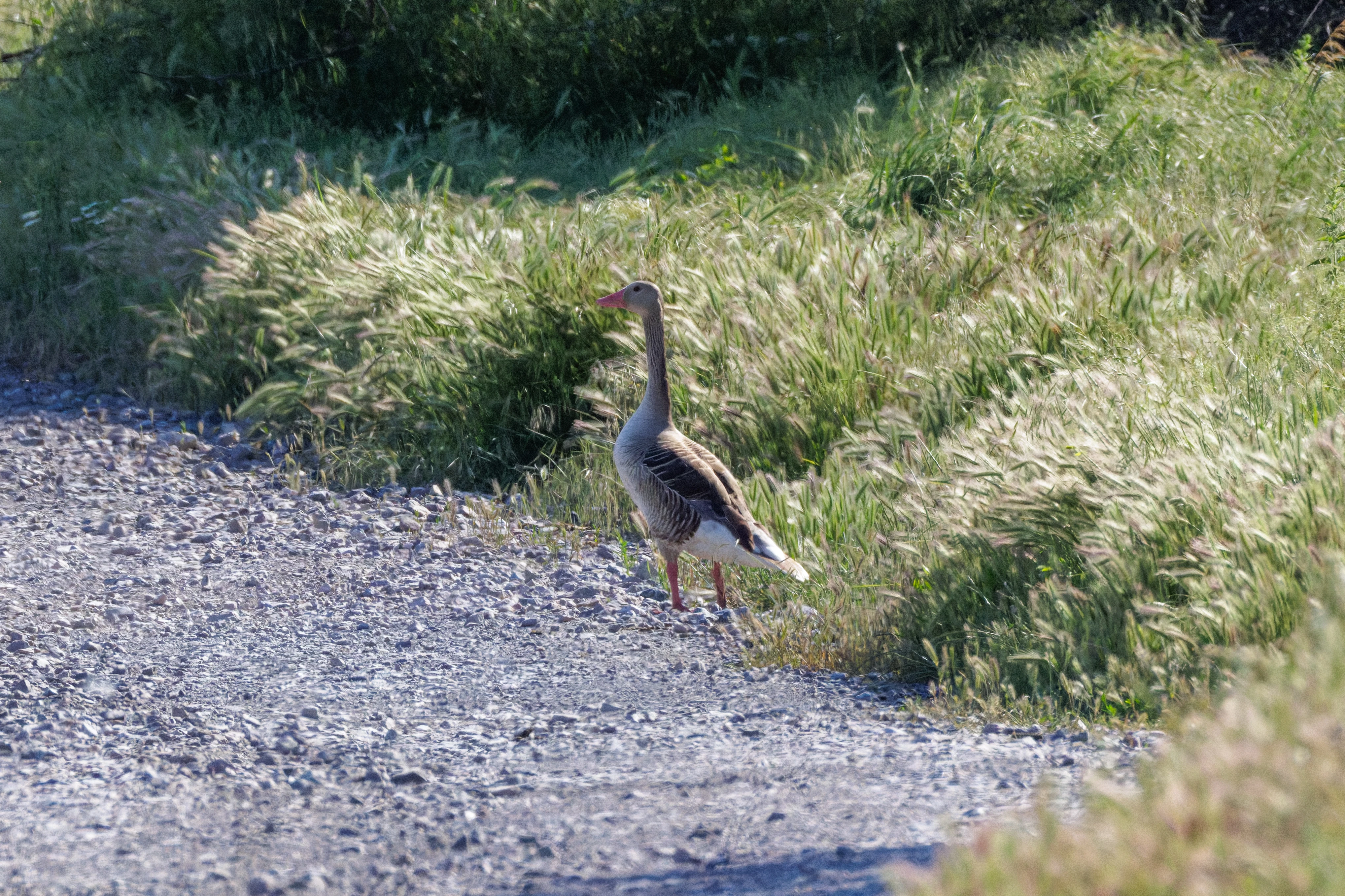 Greylag Goose, Romanian Steppe, Romania — photo by Orlando Prugel-Bennett