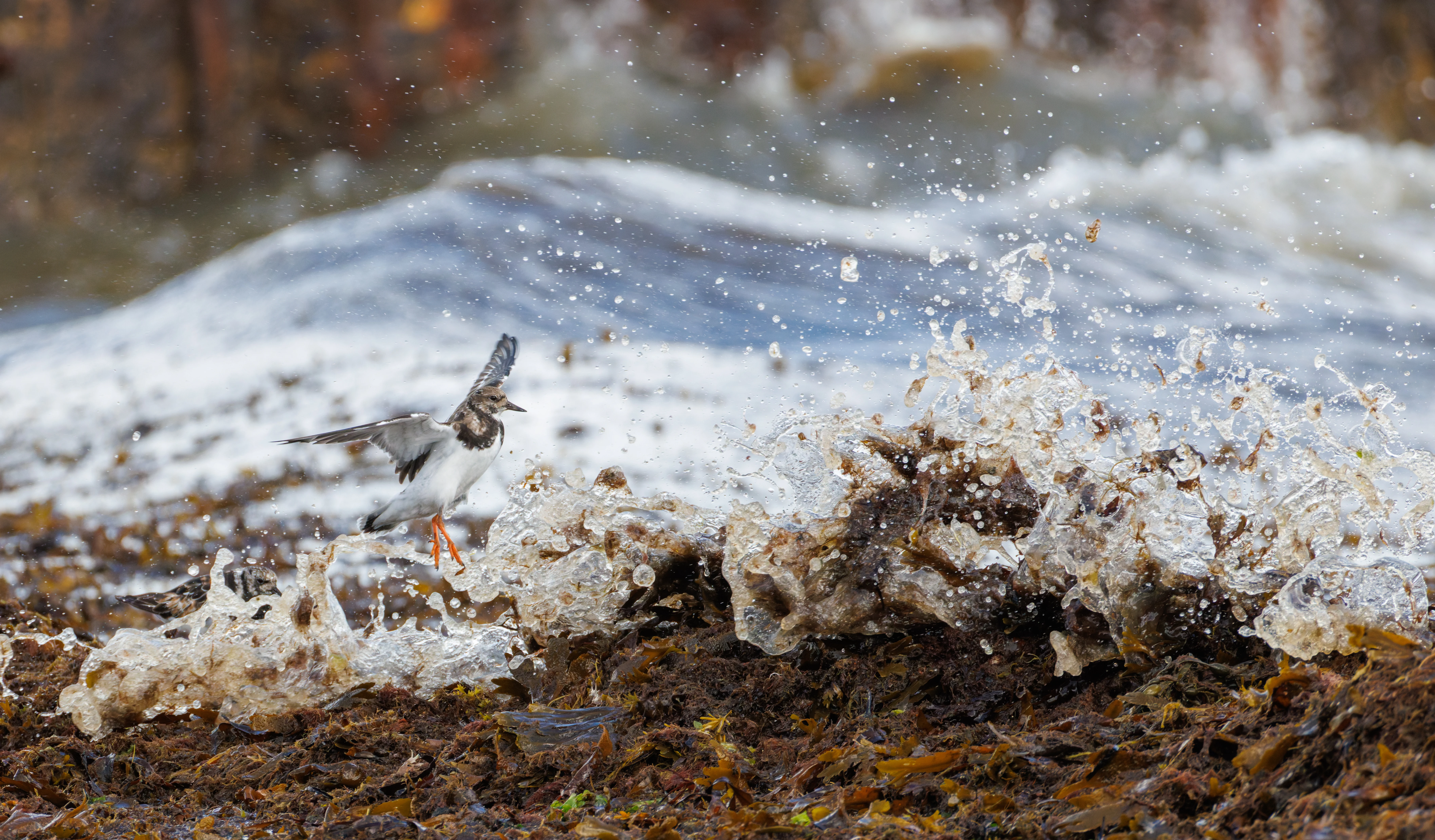 Ruddy Turnstone, Lymington, Hampshire, UK — photo by Orlando Prugel-Bennett