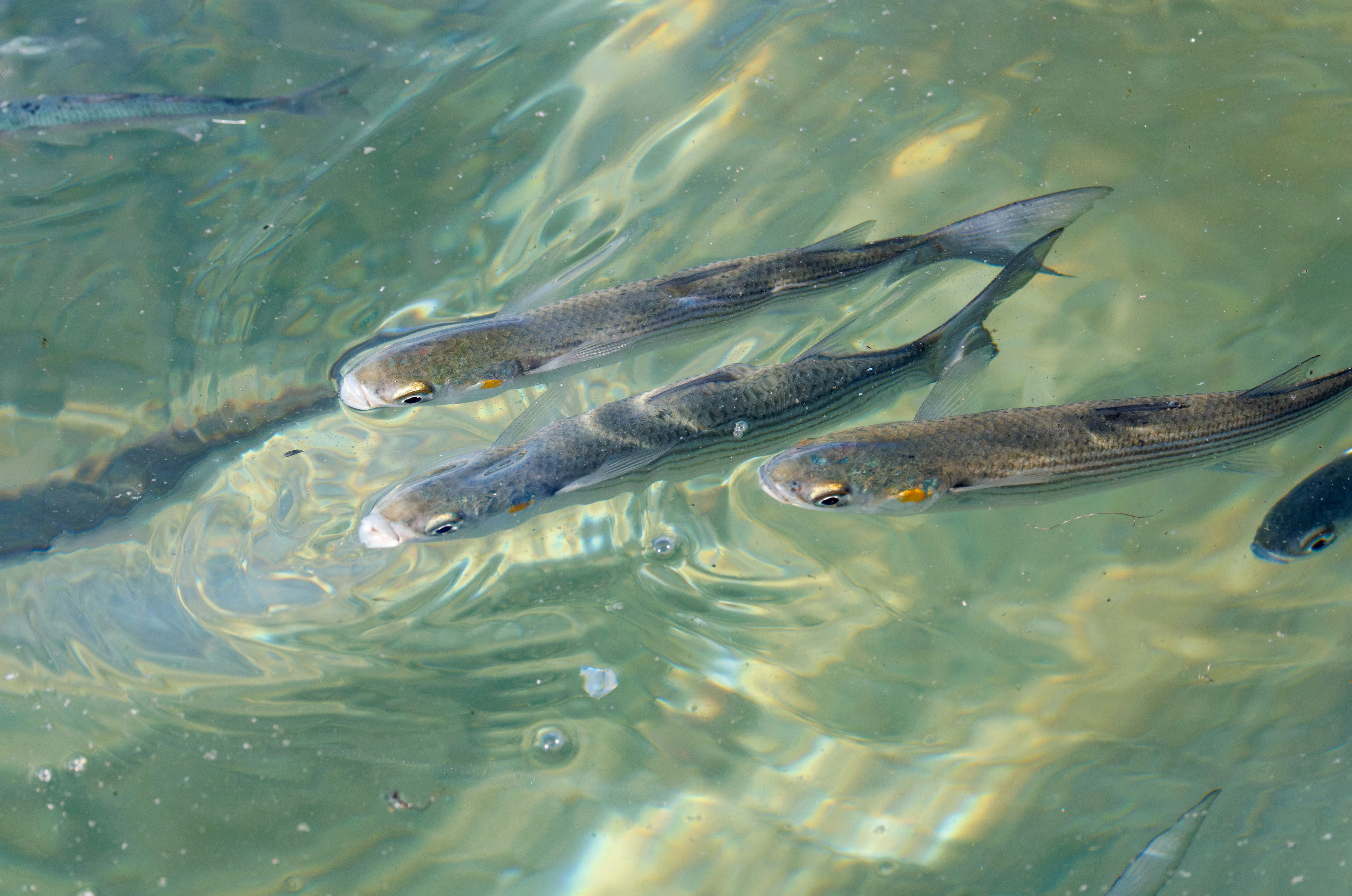 Flathead Grey Mullet, Tabarca, Alicante, Spain — photo by Orlando Prugel-Bennett