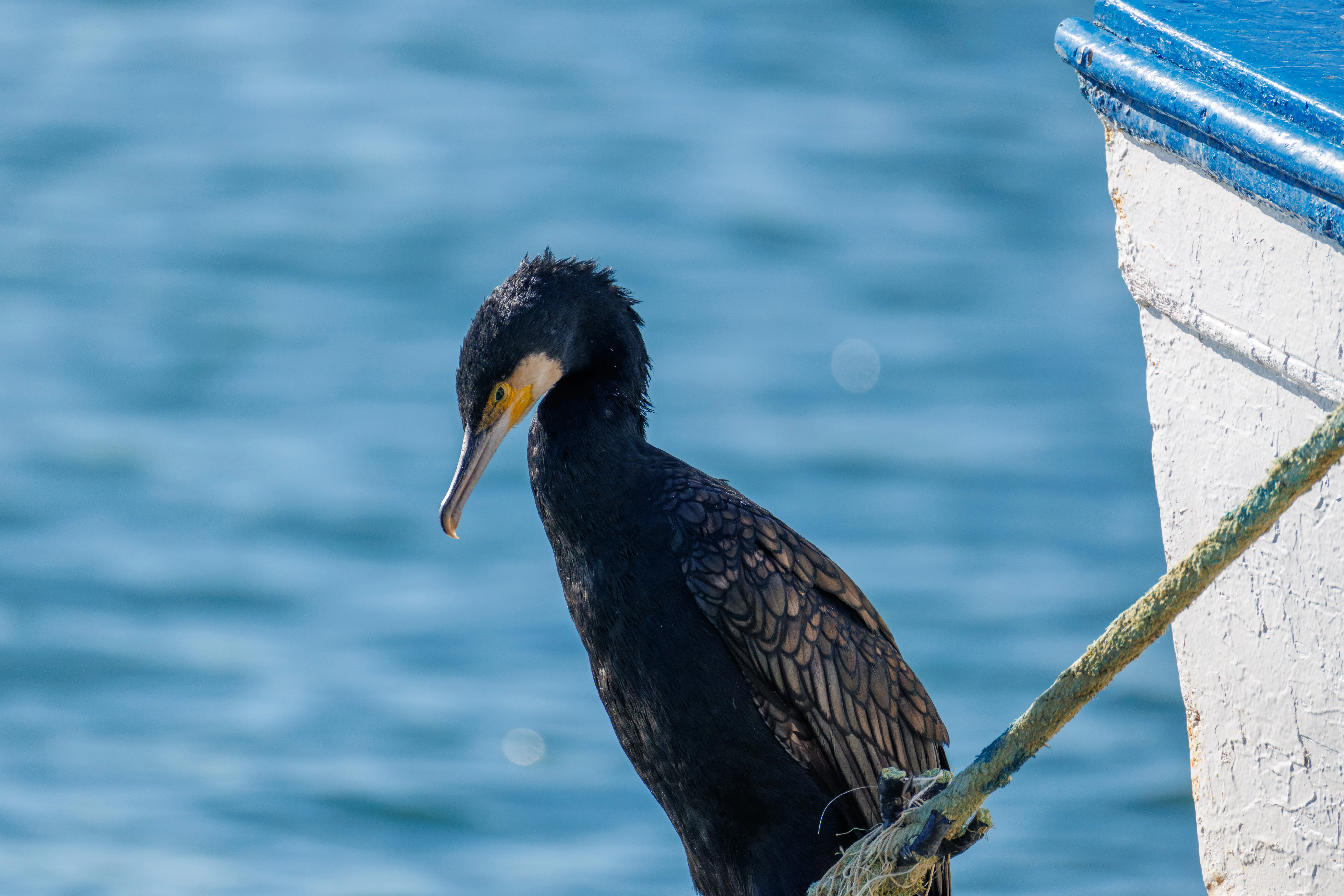 European Shag, Santa Pola Port, Alicante, Spain — photo by Orlando Prugel-Bennett