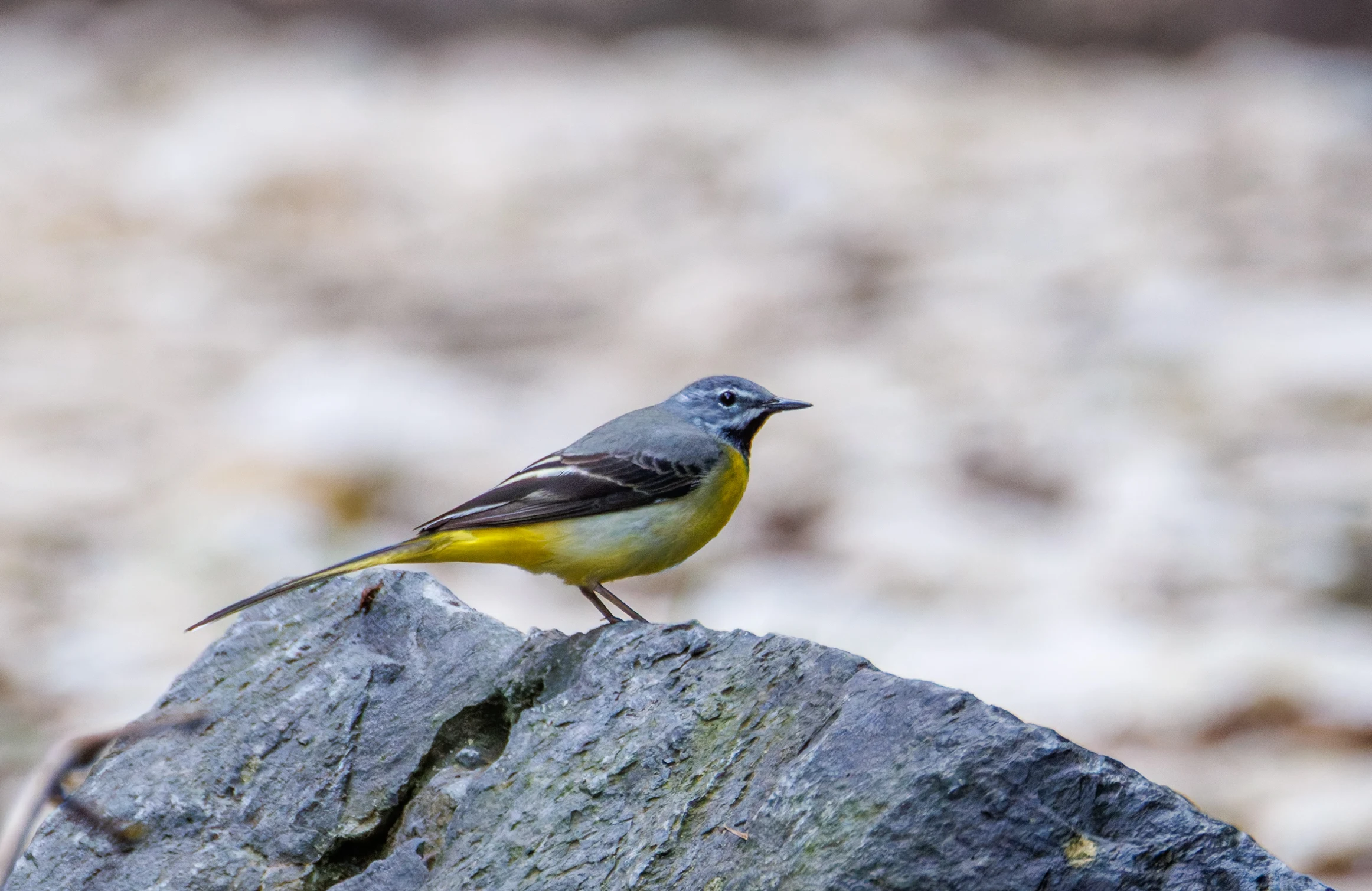 Grey Wagtail, Transylvania, Romania — photo by Orlando Prugel-Bennett