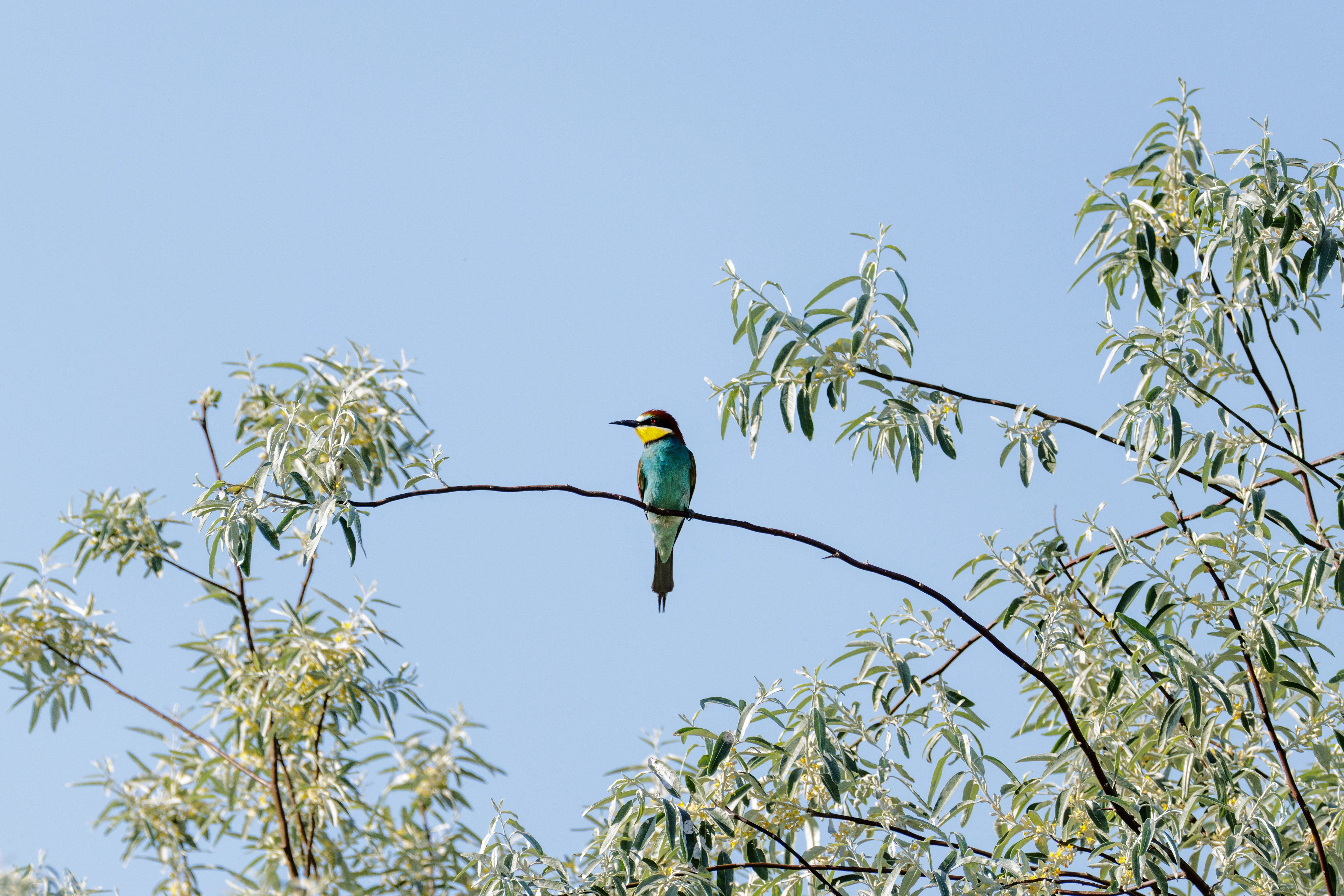 European Bee-eater, Romanian Steppe, Romania — photo by Orlando Prugel-Bennett
