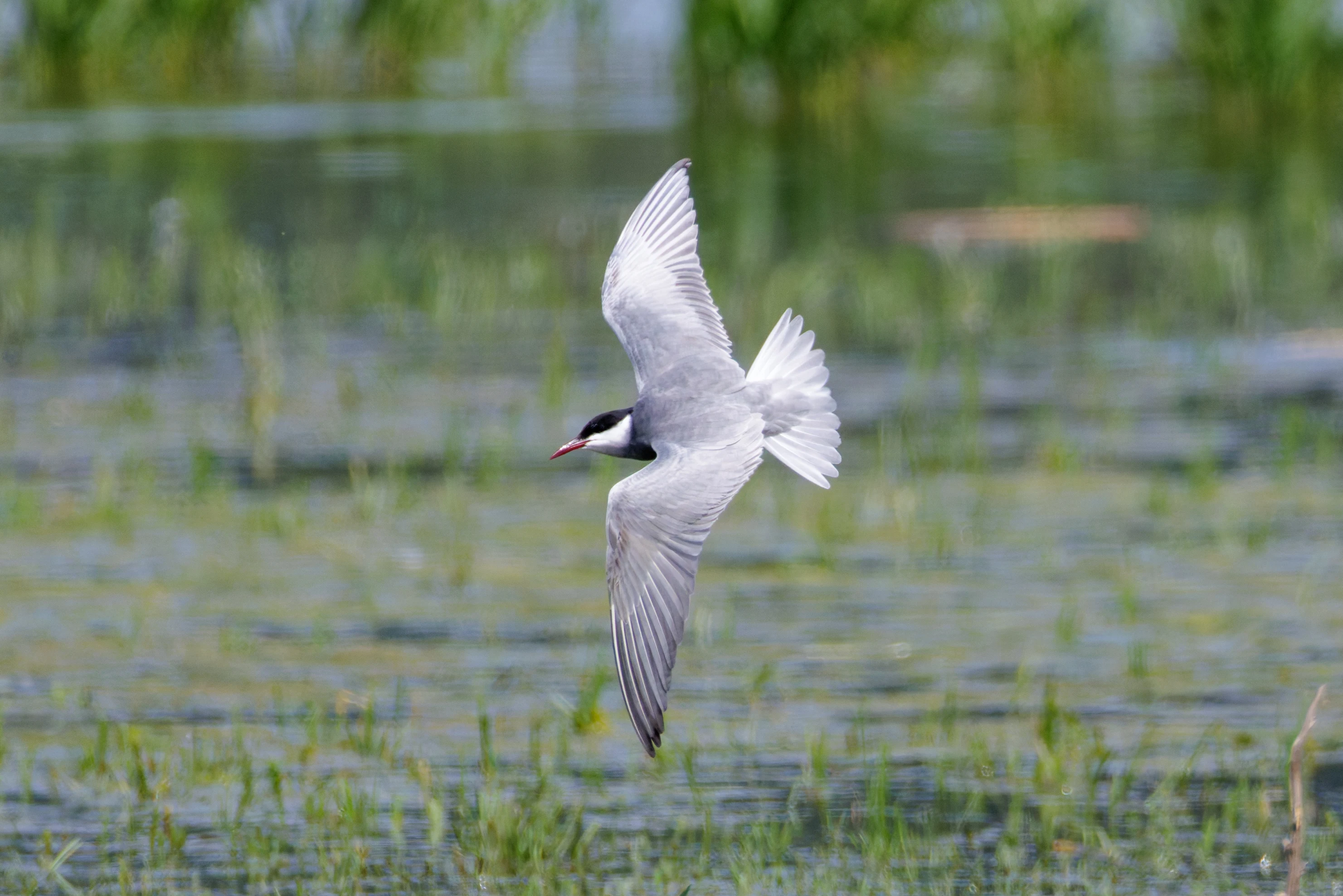 Whiskered Tern, Romania — photo by Orlando Prugel-Bennett