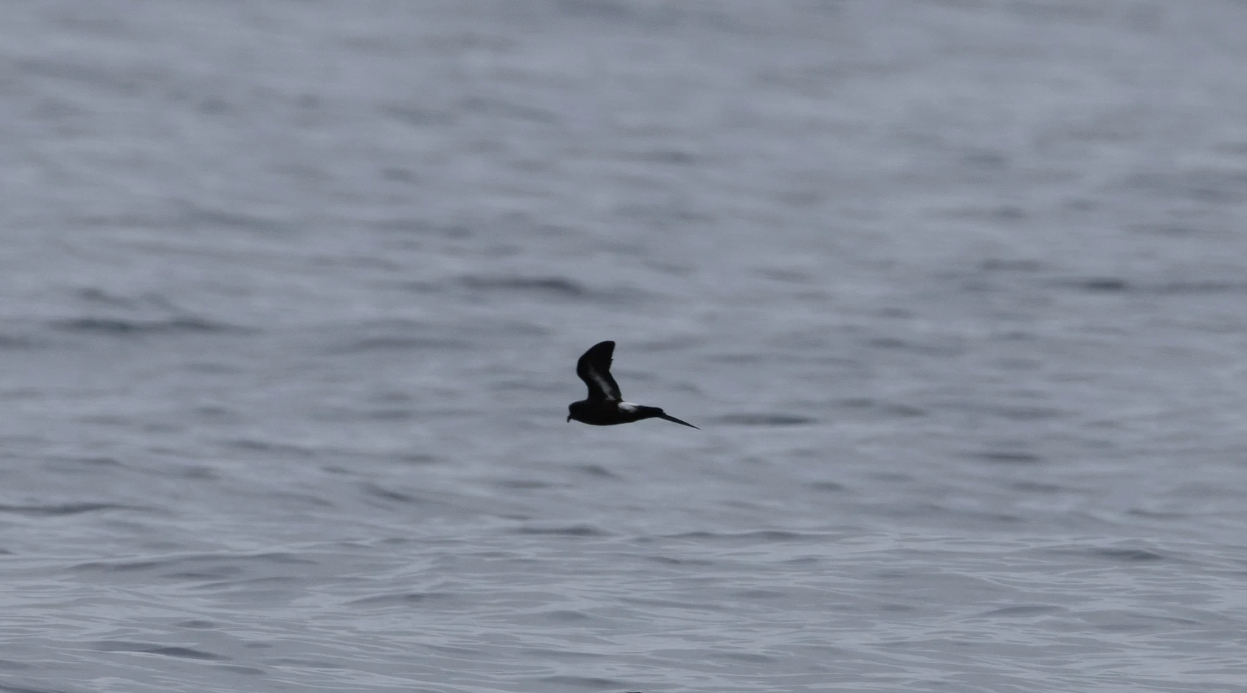 European Storm-petrel, Falmouth, Cornwall, UK — photo by Orlando Prugel-Bennett