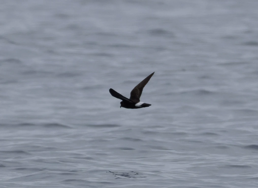 European Storm-petrel, Falmouth, Cornwall, UK — photo by Orlando Prugel-Bennett