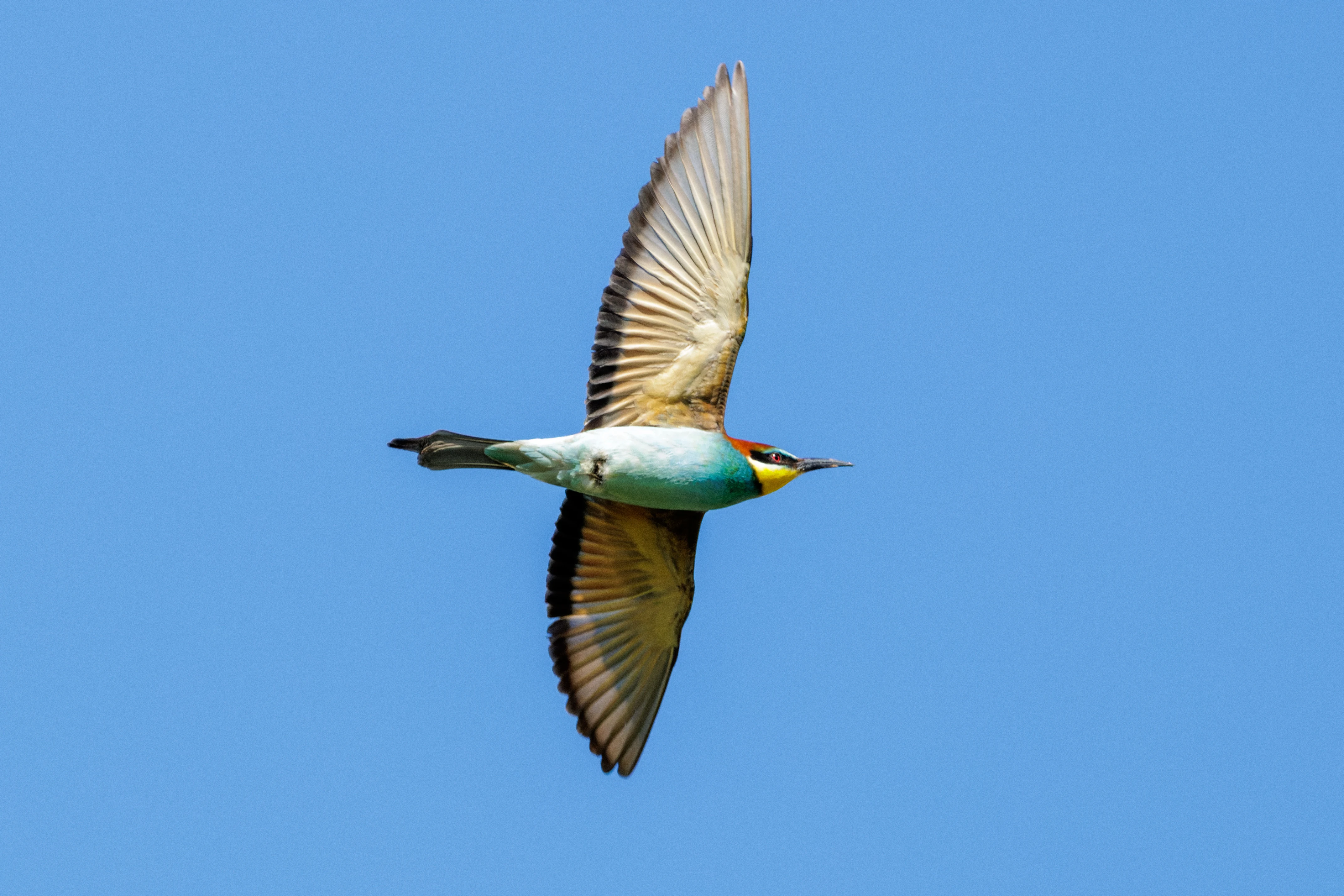 European Bee-eater, Romanian Steppe, Romania — photo by Orlando Prugel-Bennett