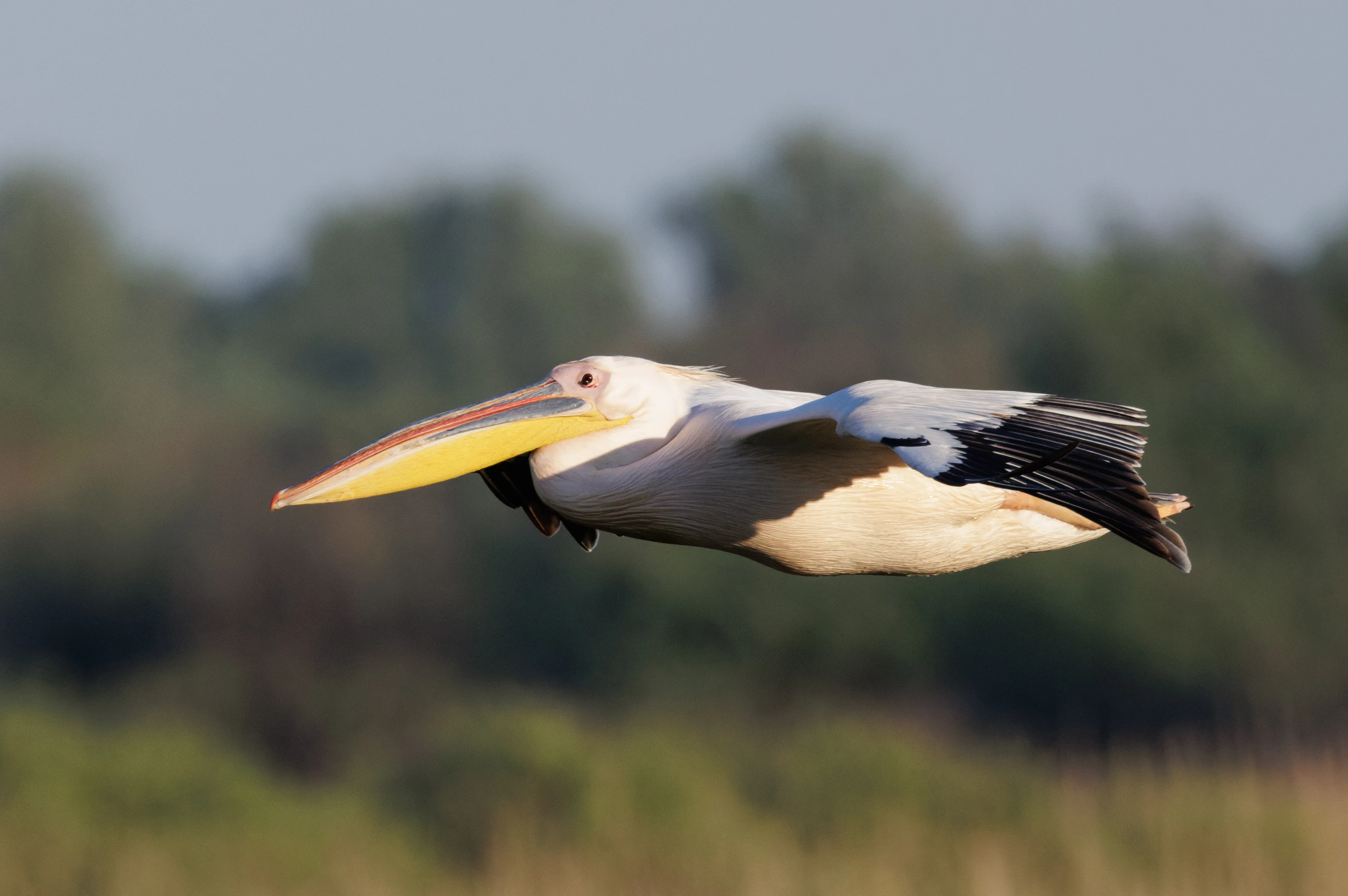 Great White Pelican, Danube Delta, Romania — photo by Orlando Prugel-Bennett