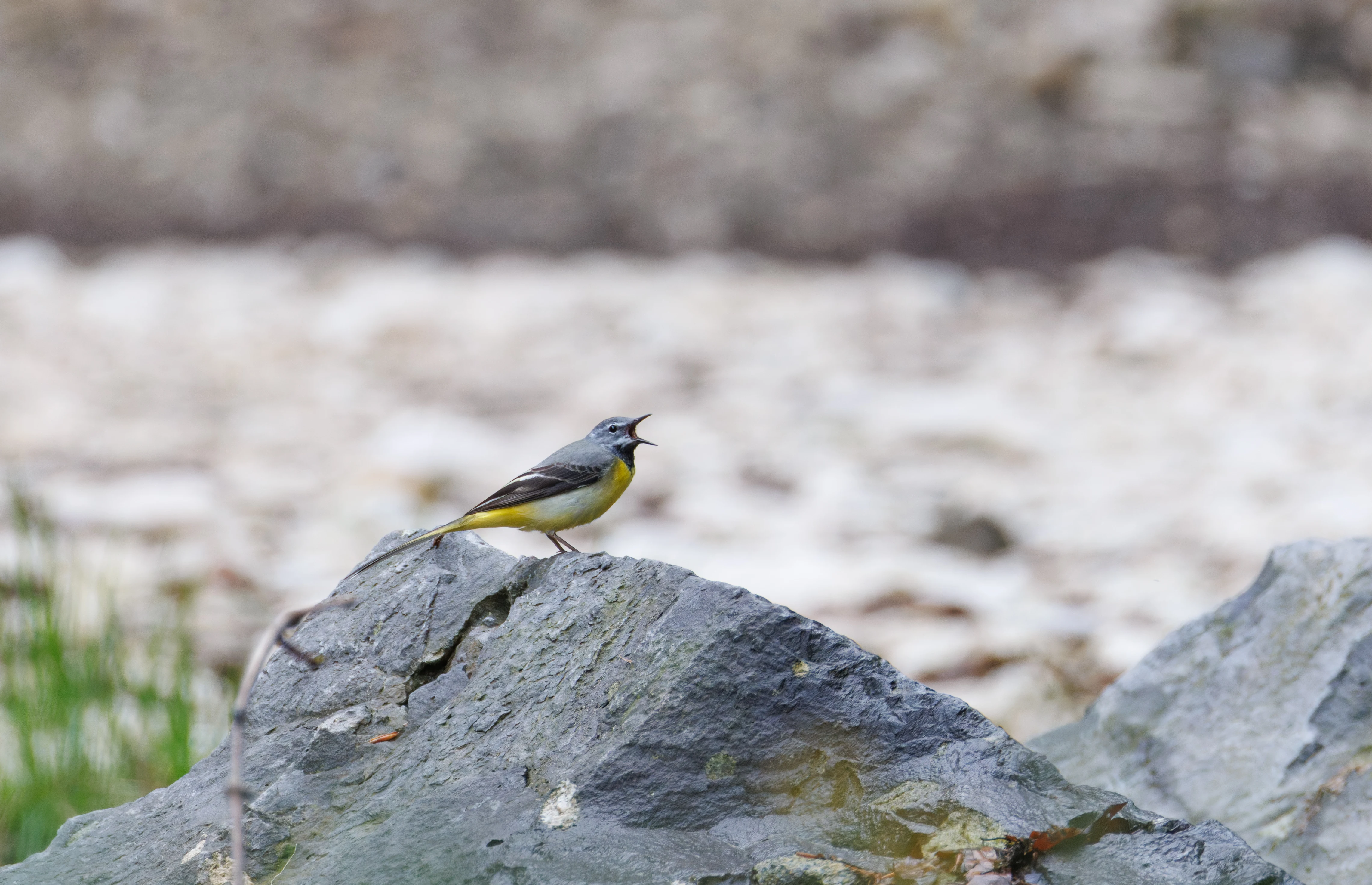 Grey Wagtail, Transylvania, Romania — photo by Orlando Prugel-Bennett