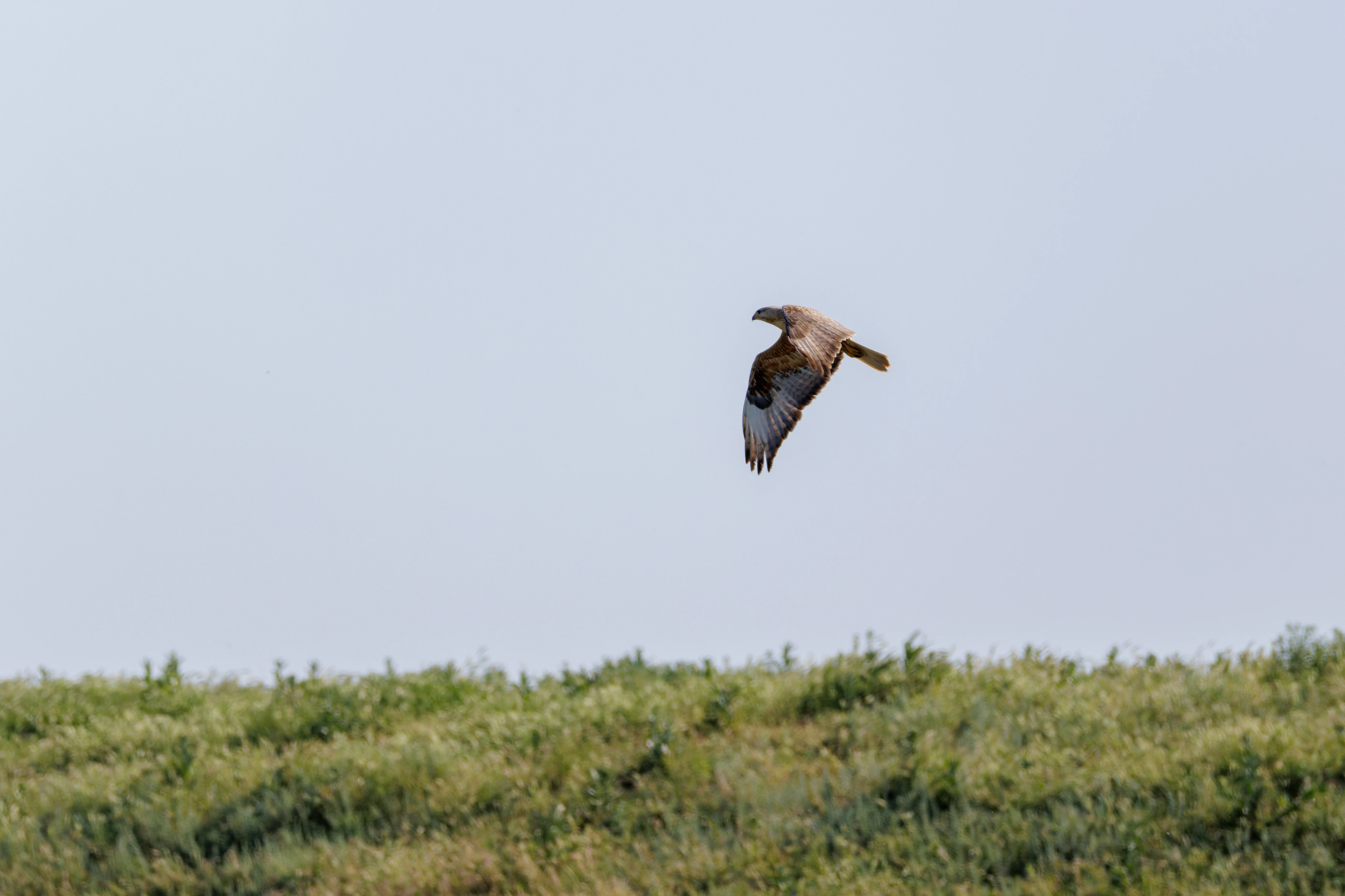 Long-Legged Buzzard, Romanian Steppe, Romania — photo by Orlando Prugel-Bennett