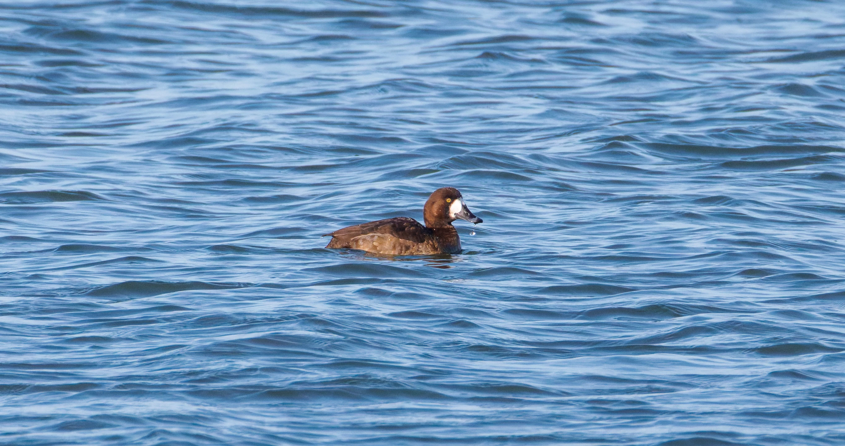 Female Greater Scaup, Flevoland, Netherlands — photo by Orlando Prugel-Bennett
