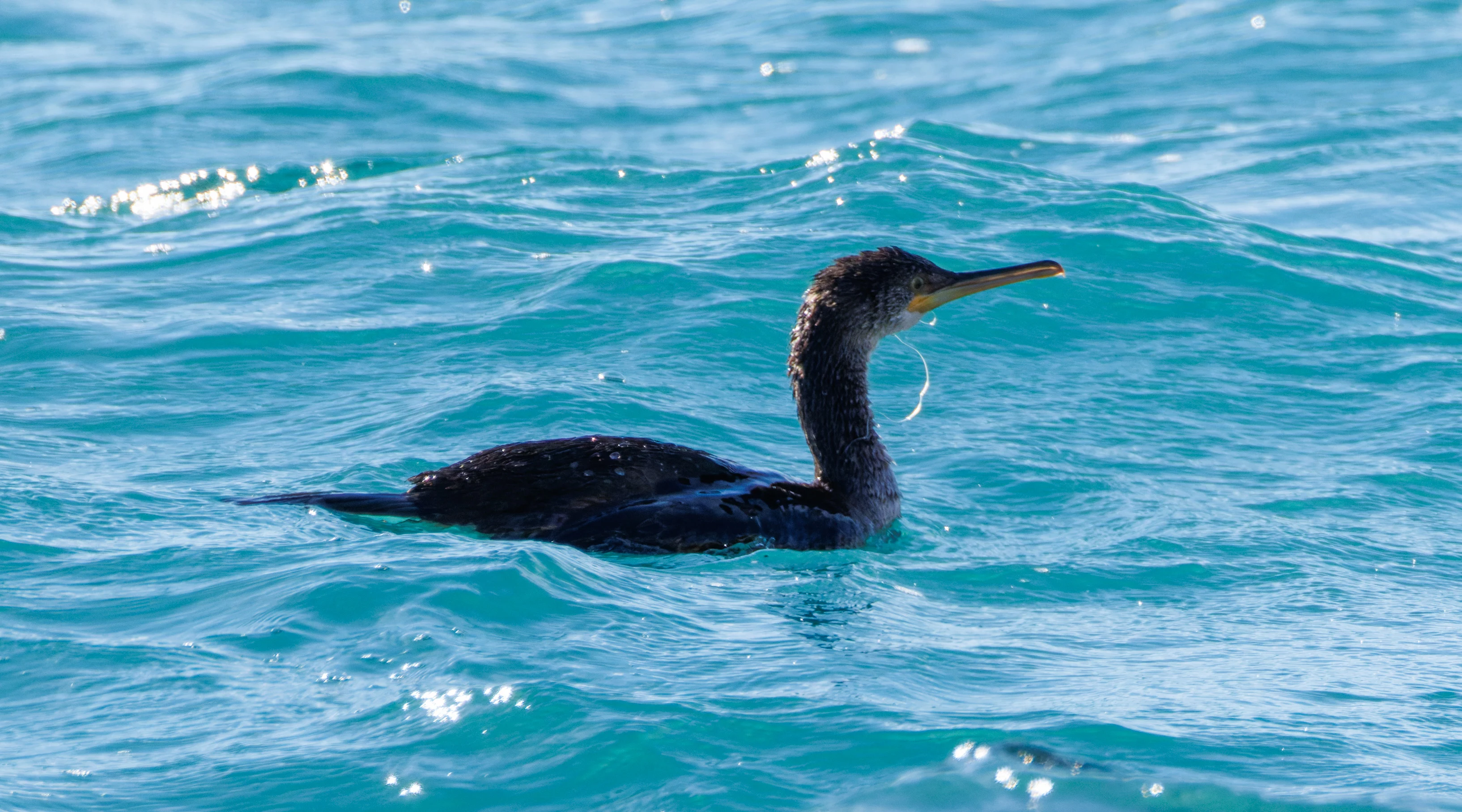 European Shag, Santa Pola Port, Alicante, Spain — photo by Orlando Prugel-Bennett