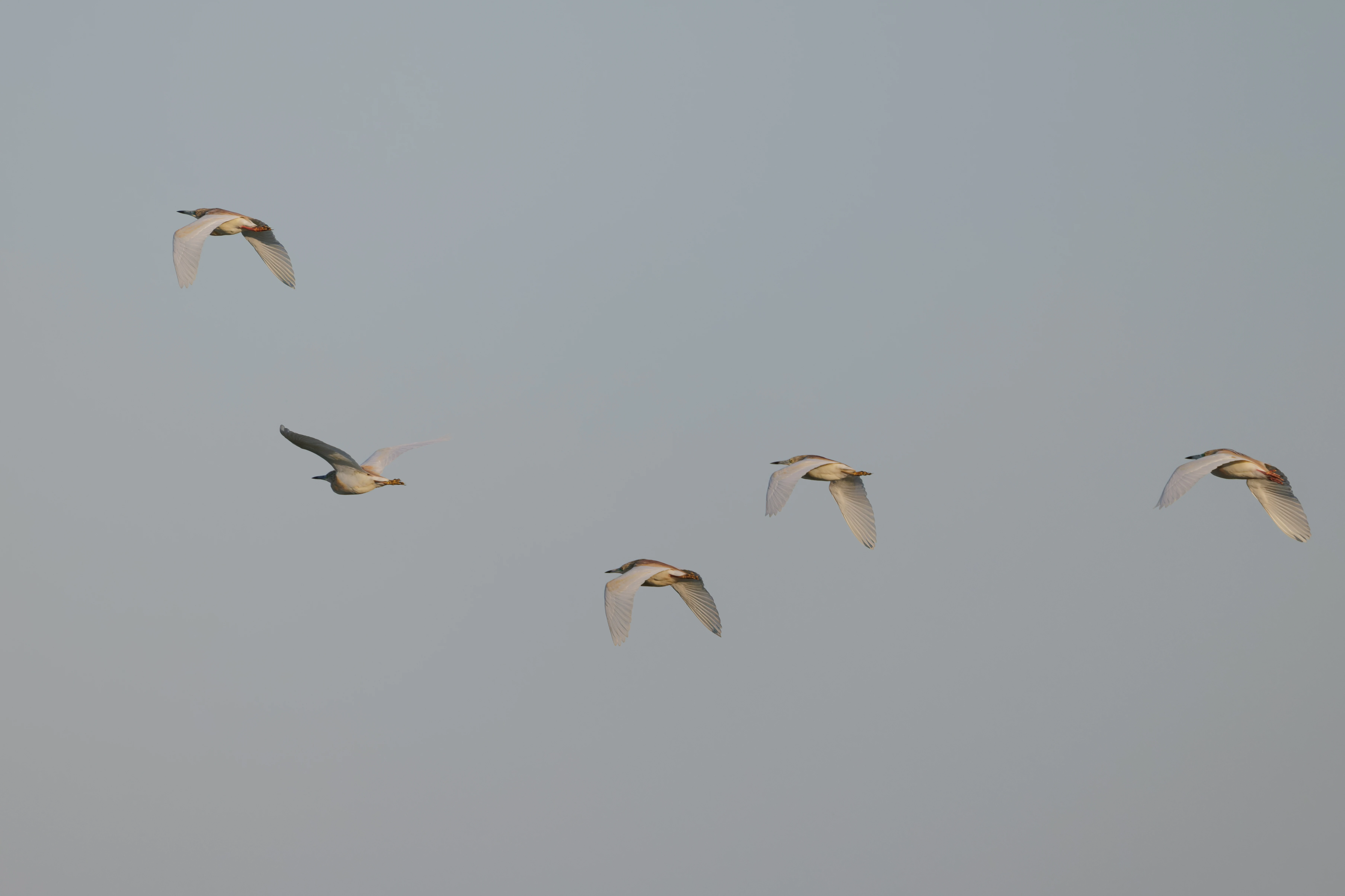 Squacco Herons in flight, Danube Delta, Romania — photo by Orlando Prugel-Bennett