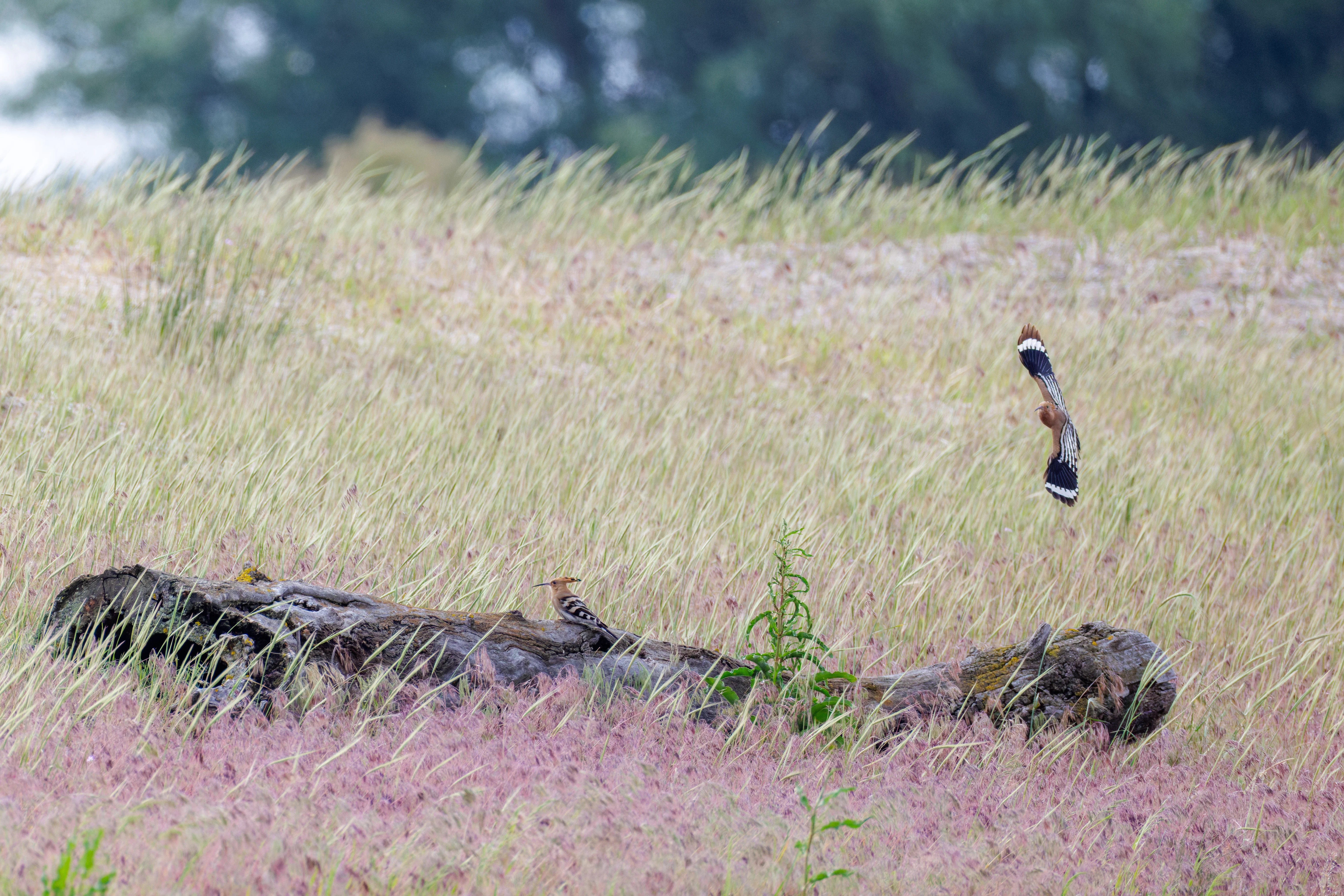 Eurasian Hoopoe, Danube Delta, Romania — photo by Orlando Prugel-Bennett