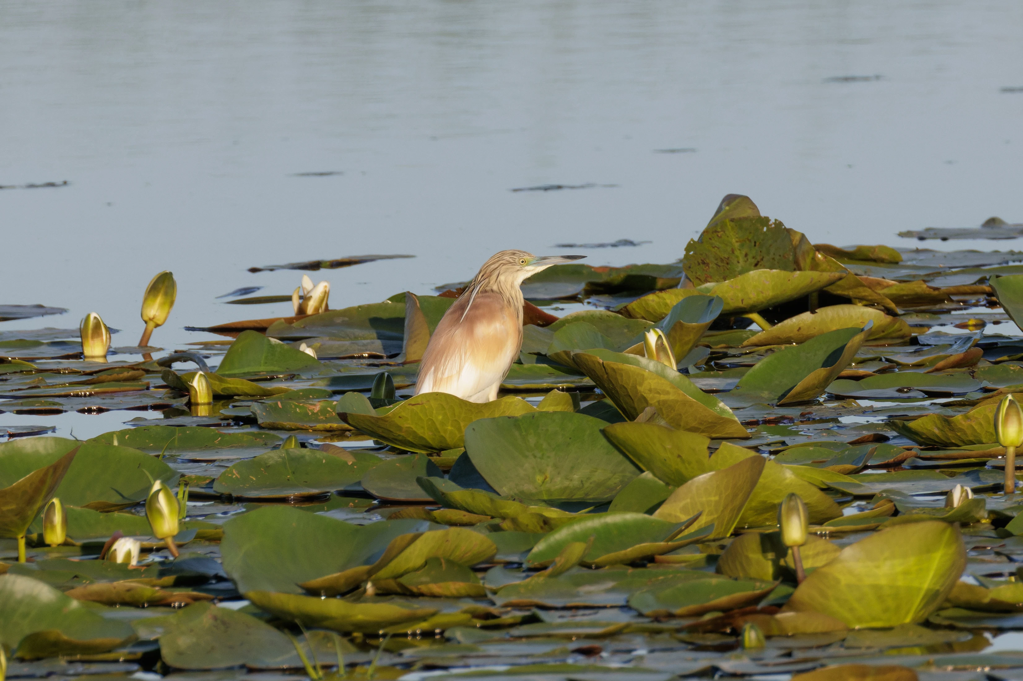 Squacco Heron on Water Lilies, Danube Delta, Romania — photo by Orlando Prugel-Bennett