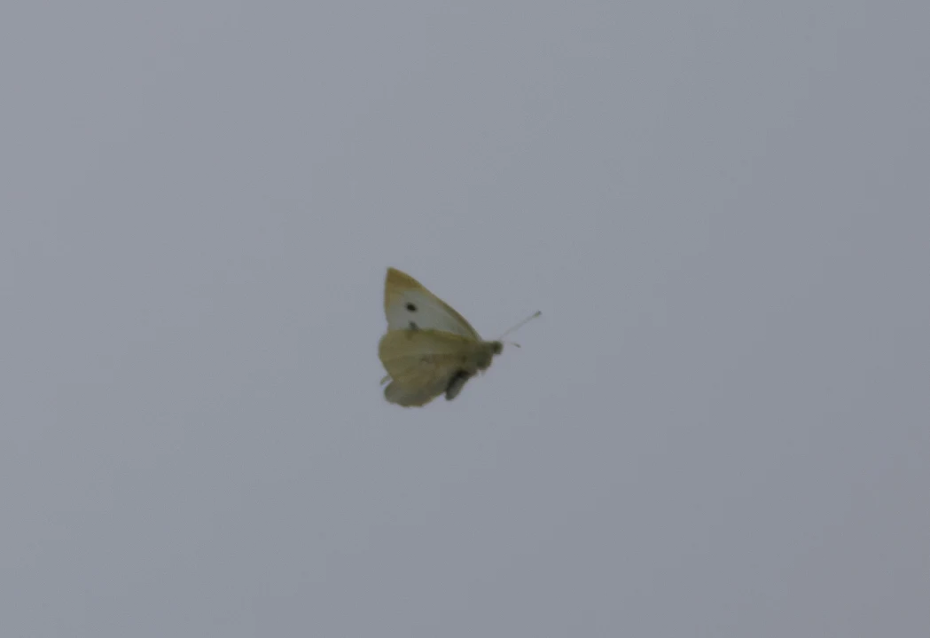 Large White, Falmouth, Cornwall, UK — photo by Orlando Prugel-Bennett