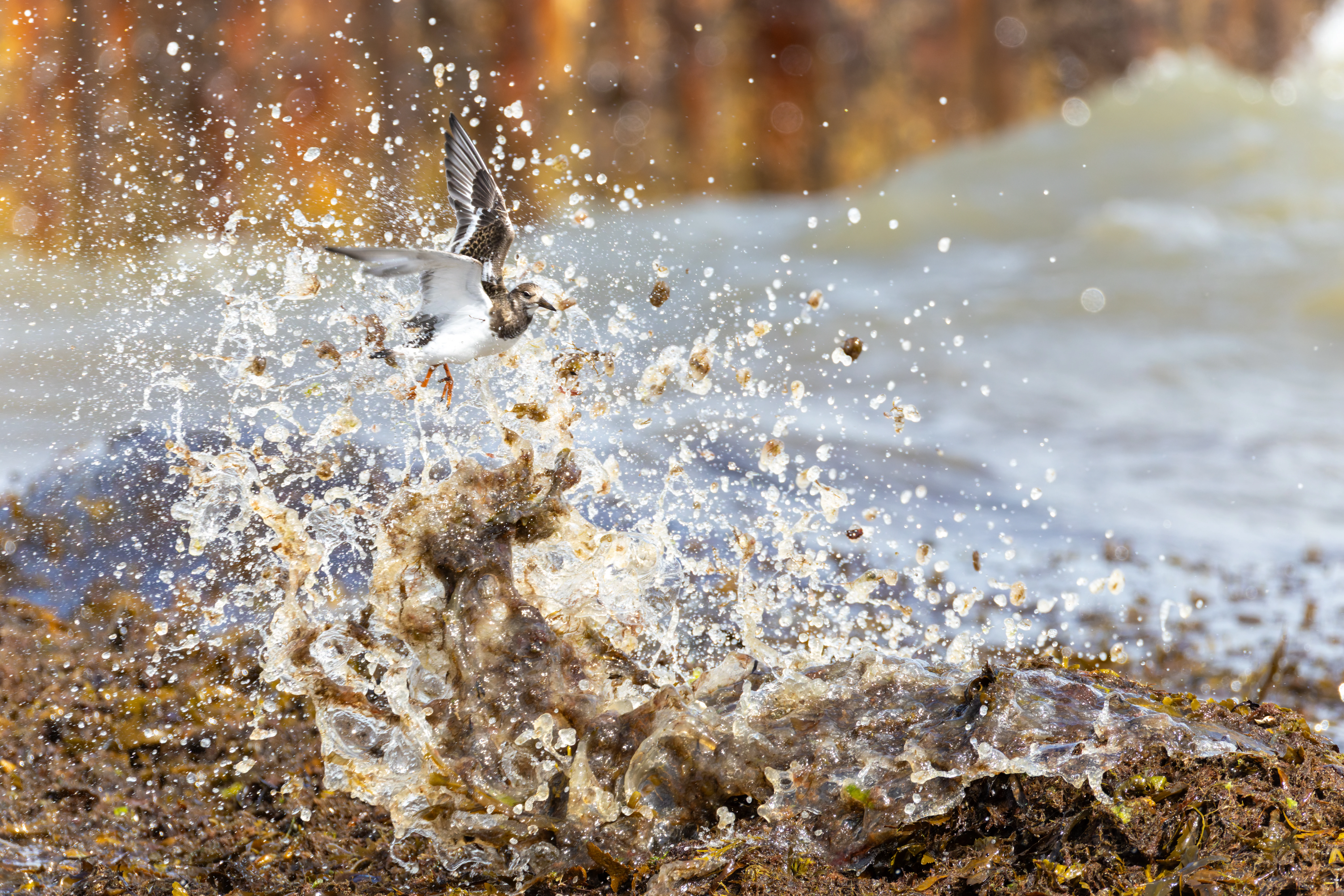 Ruddy Turnstone, Lymington, Hampshire, UK — photo by Orlando Prugel-Bennett