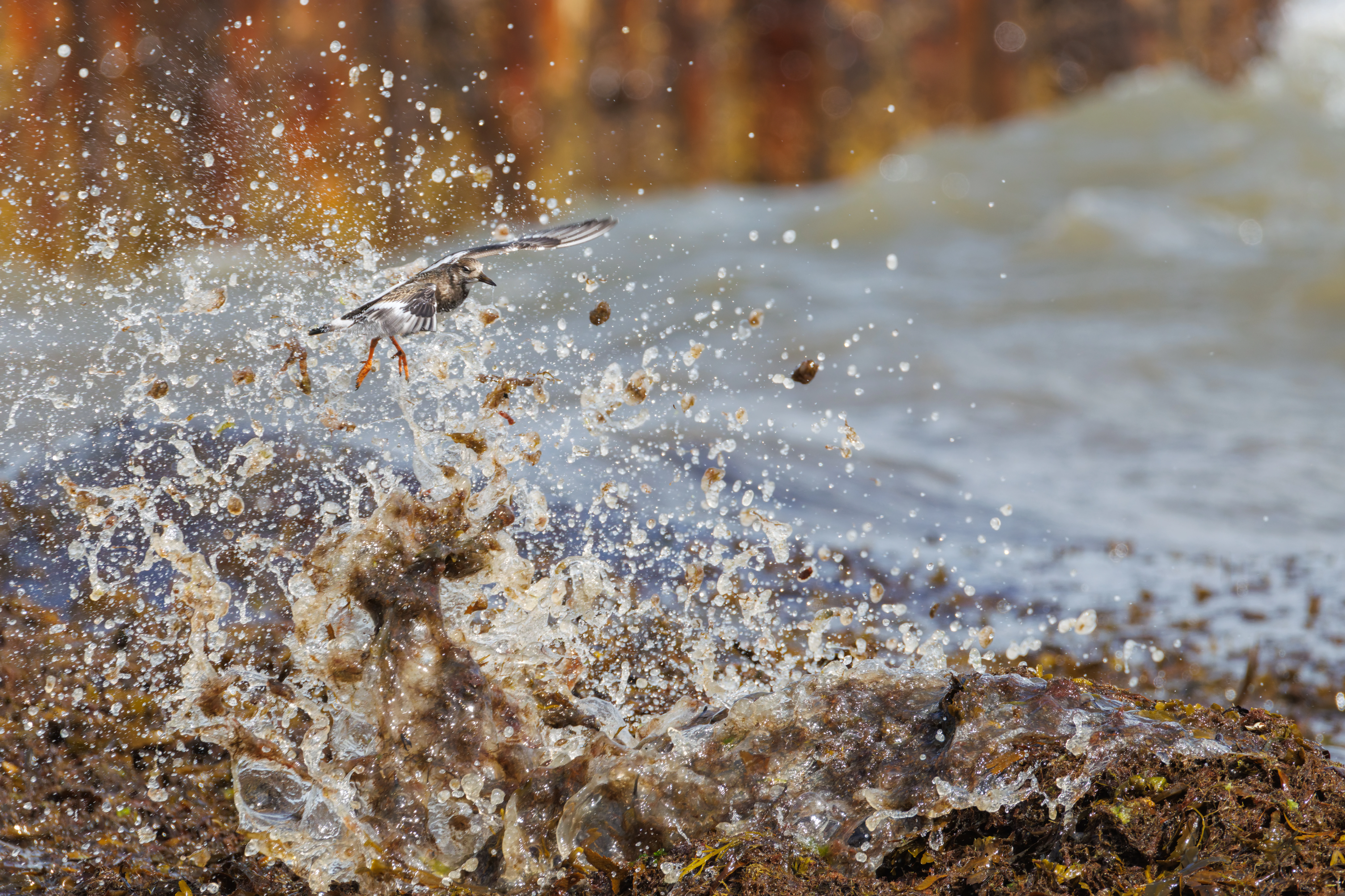 Turnstone, Lymington, Hampshire, UK — photo by Orlando Prugel-Bennett