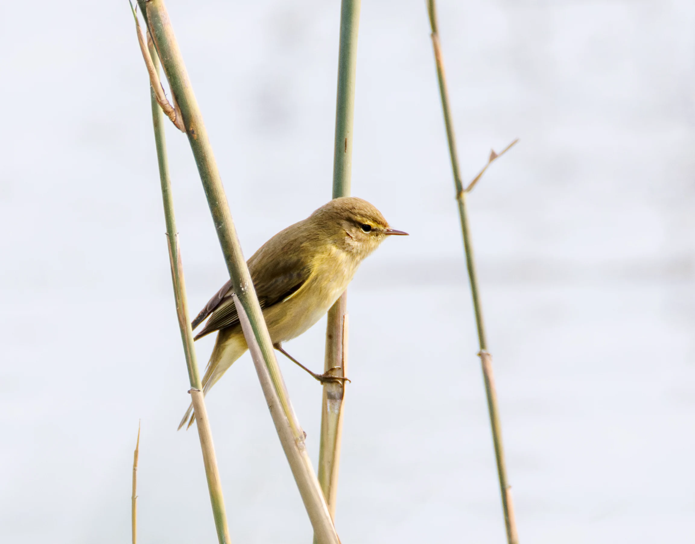 Common Chiffchaff, El Hondo, Spain — photo by Orlando Prugel-Bennett
