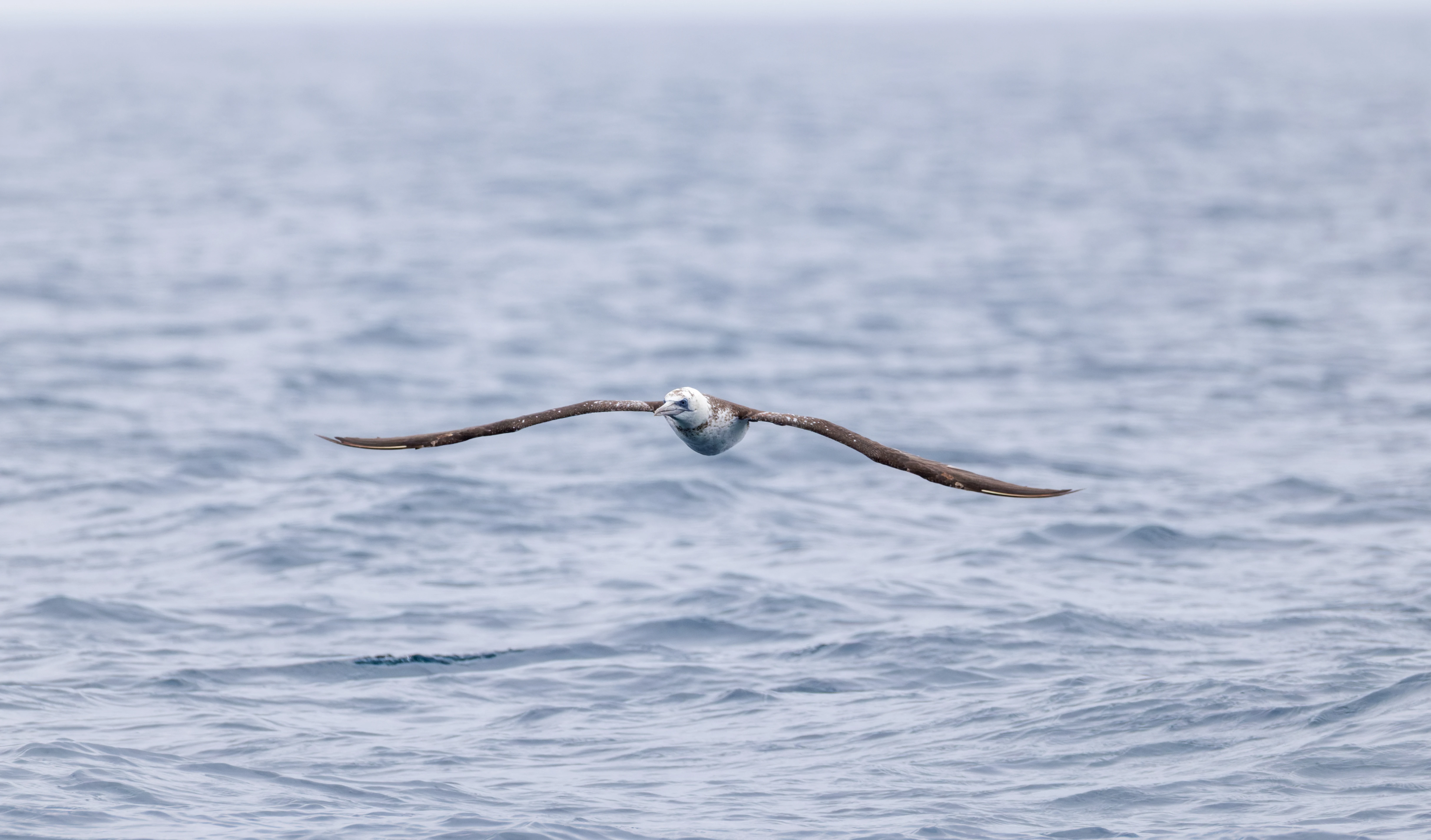Northern Gannet, Falmouth, Cornwall, UK — photo by Orlando Prugel-Bennett