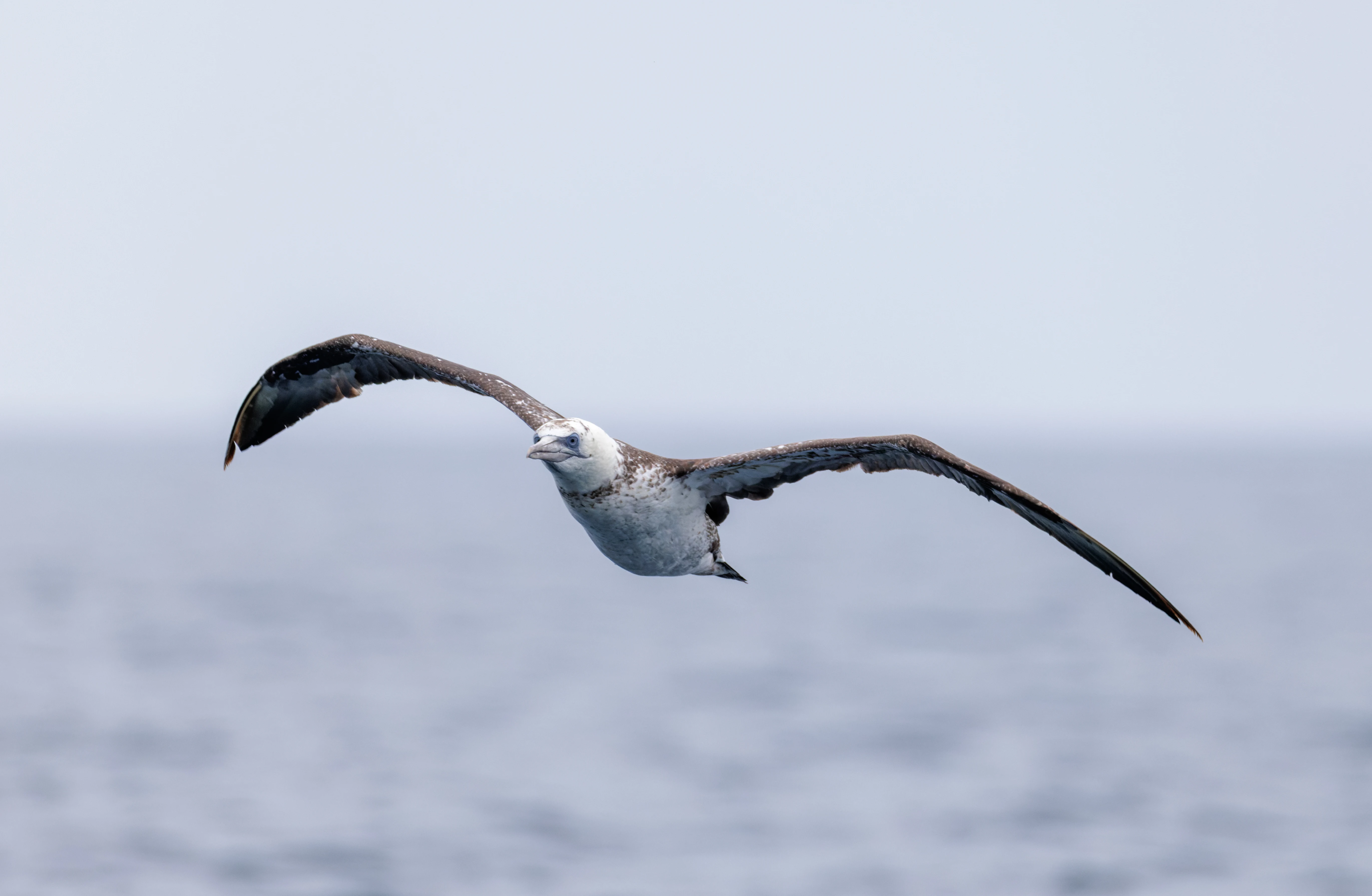 Northern Gannet, Falmouth, Cornwall, UK — photo by Orlando Prugel-Bennett