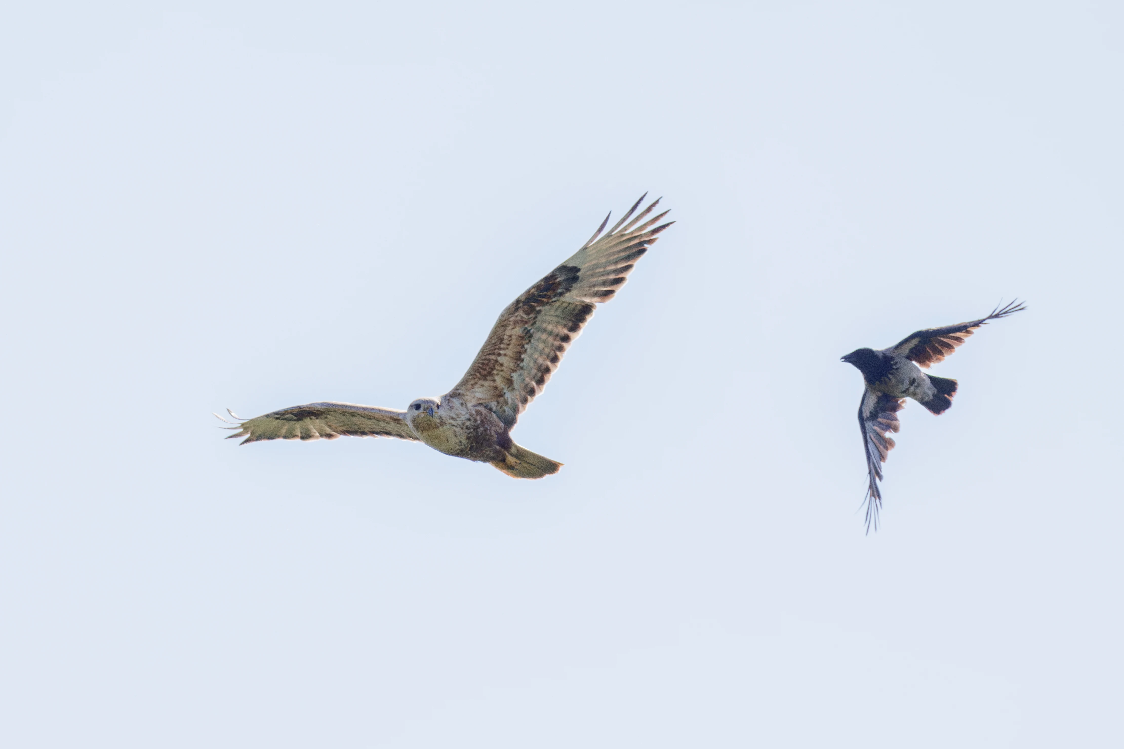 Long-Legged Buzzard, Romanian Steppe, Romania — photo by Orlando Prugel-Bennett