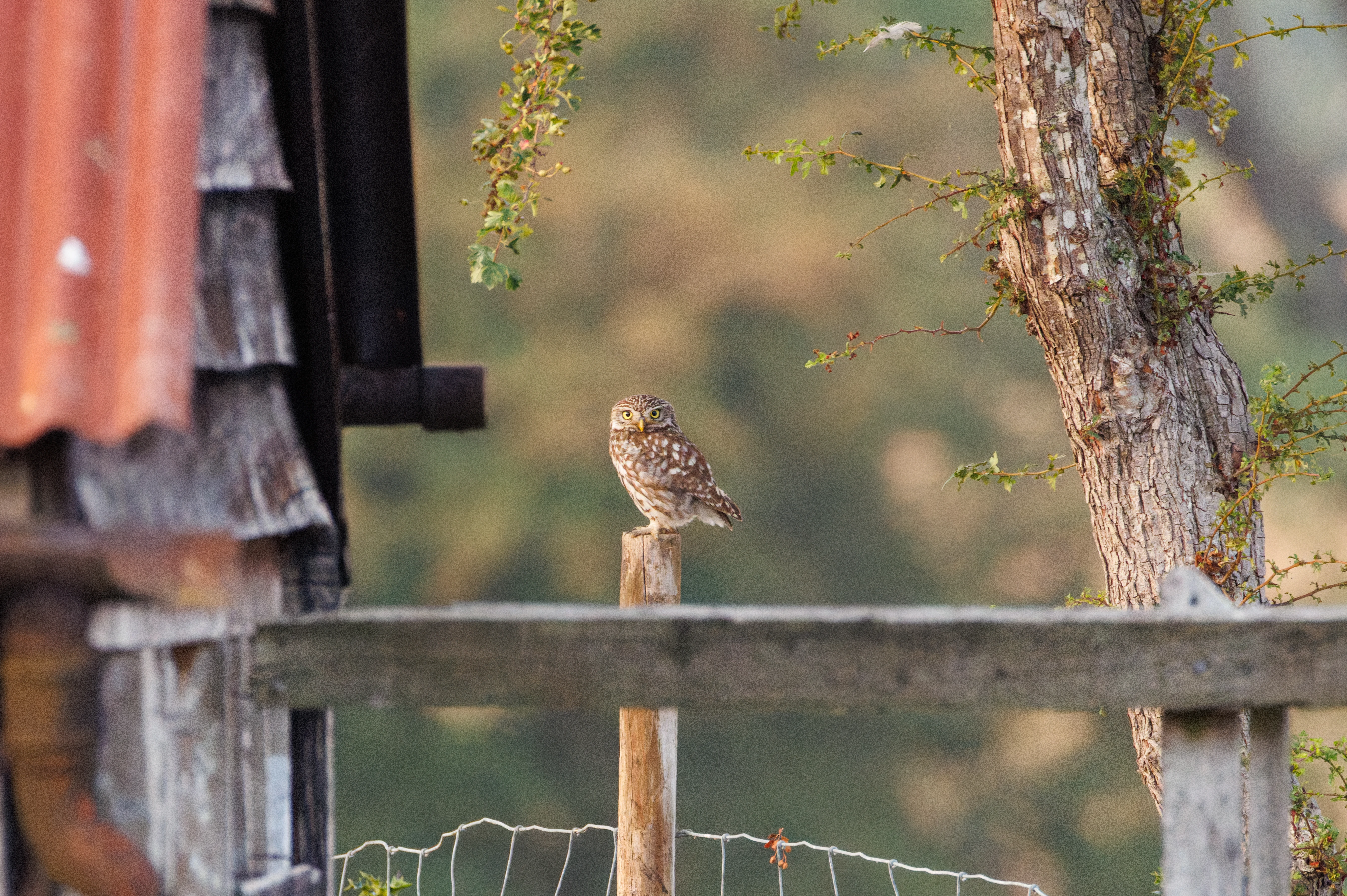 Little Owl, Dogmersfield, Hampshire, UK — photo by Orlando Prugel-Bennett