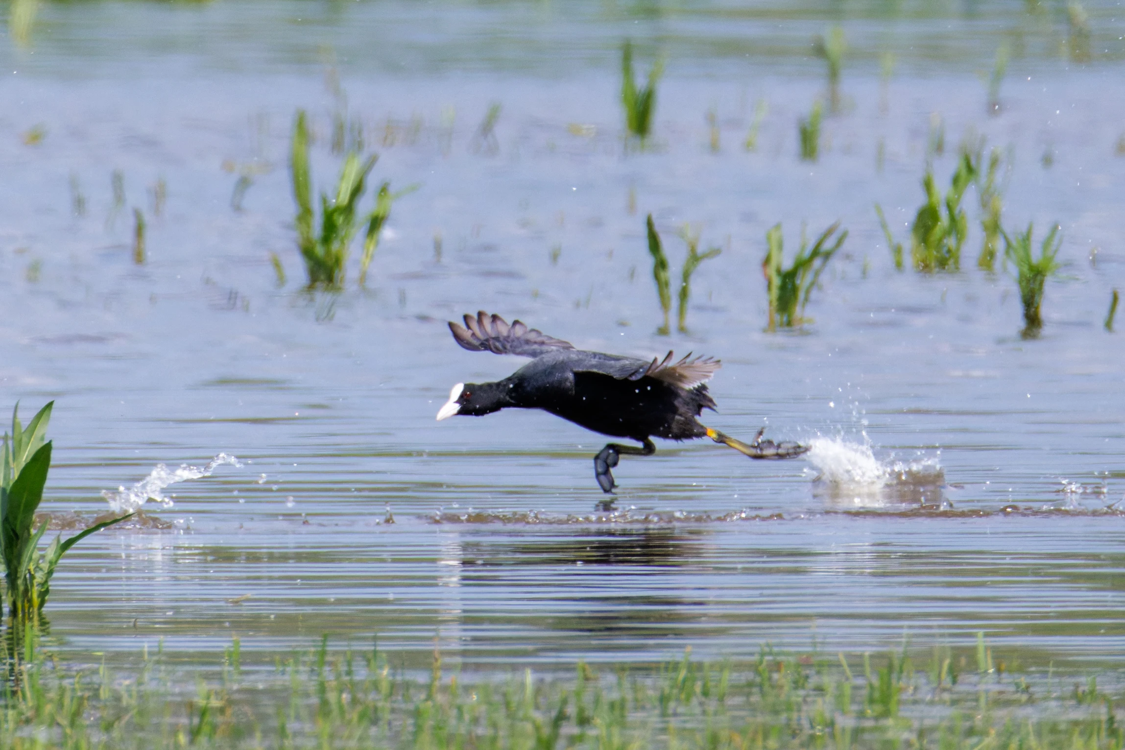 Eurasian Coot, Romania — photo by Orlando Prugel-Bennett