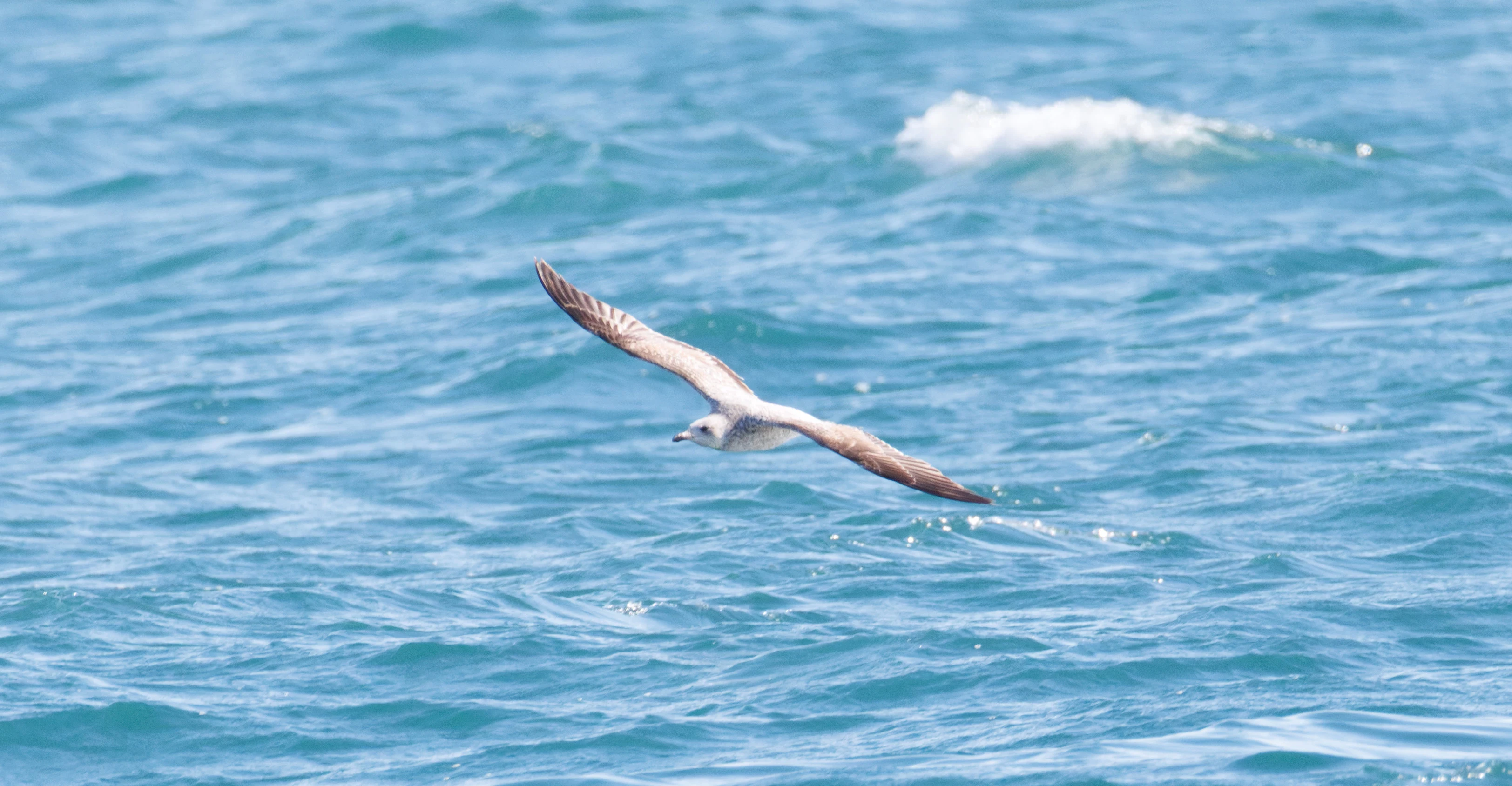 Gull, Santa Pola Port, Alicante, Spain — photo by Orlando Prugel-Bennett