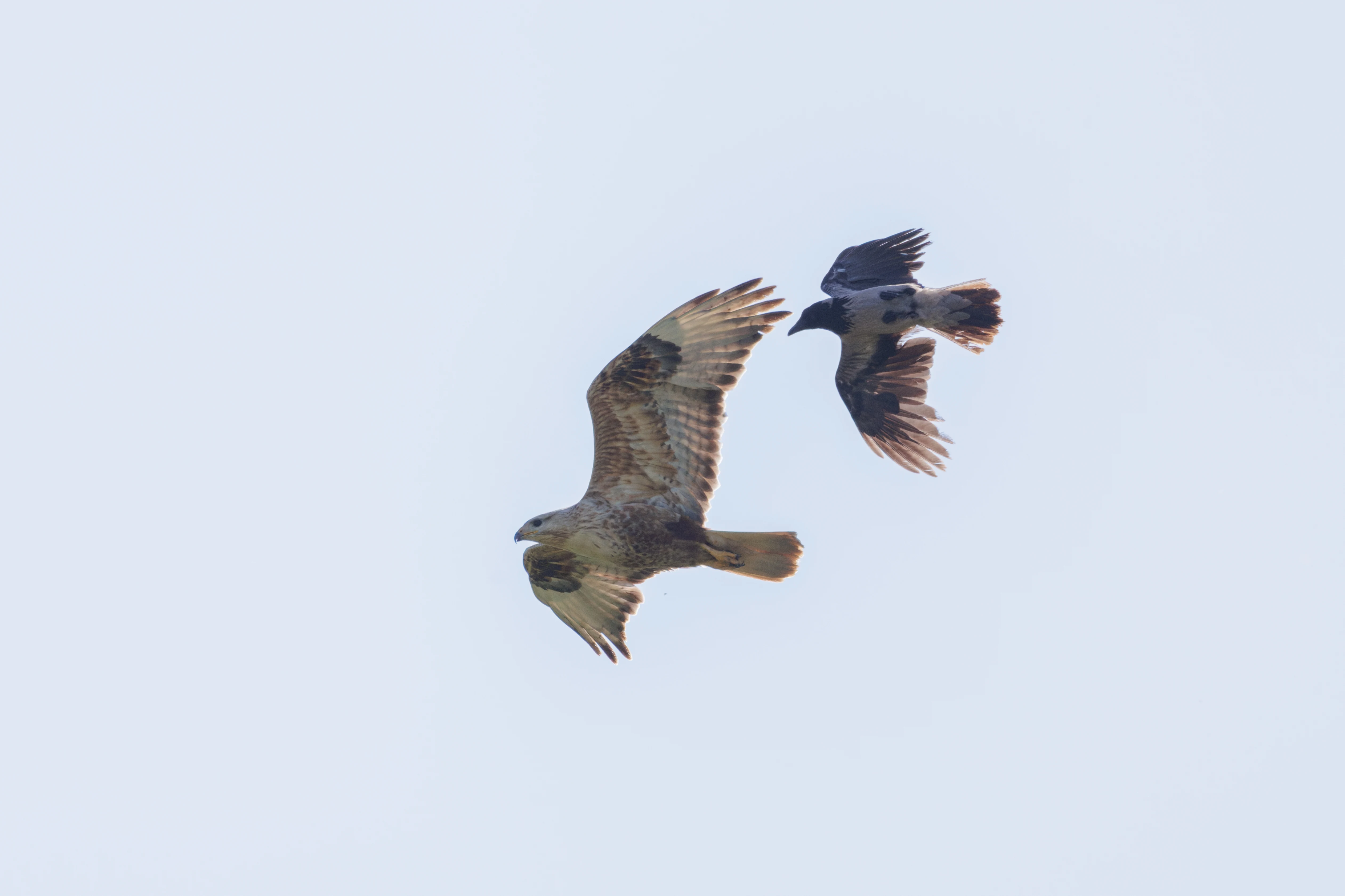 Long-Legged Buzzard, Romanian Steppe, Romania — photo by Orlando Prugel-Bennett