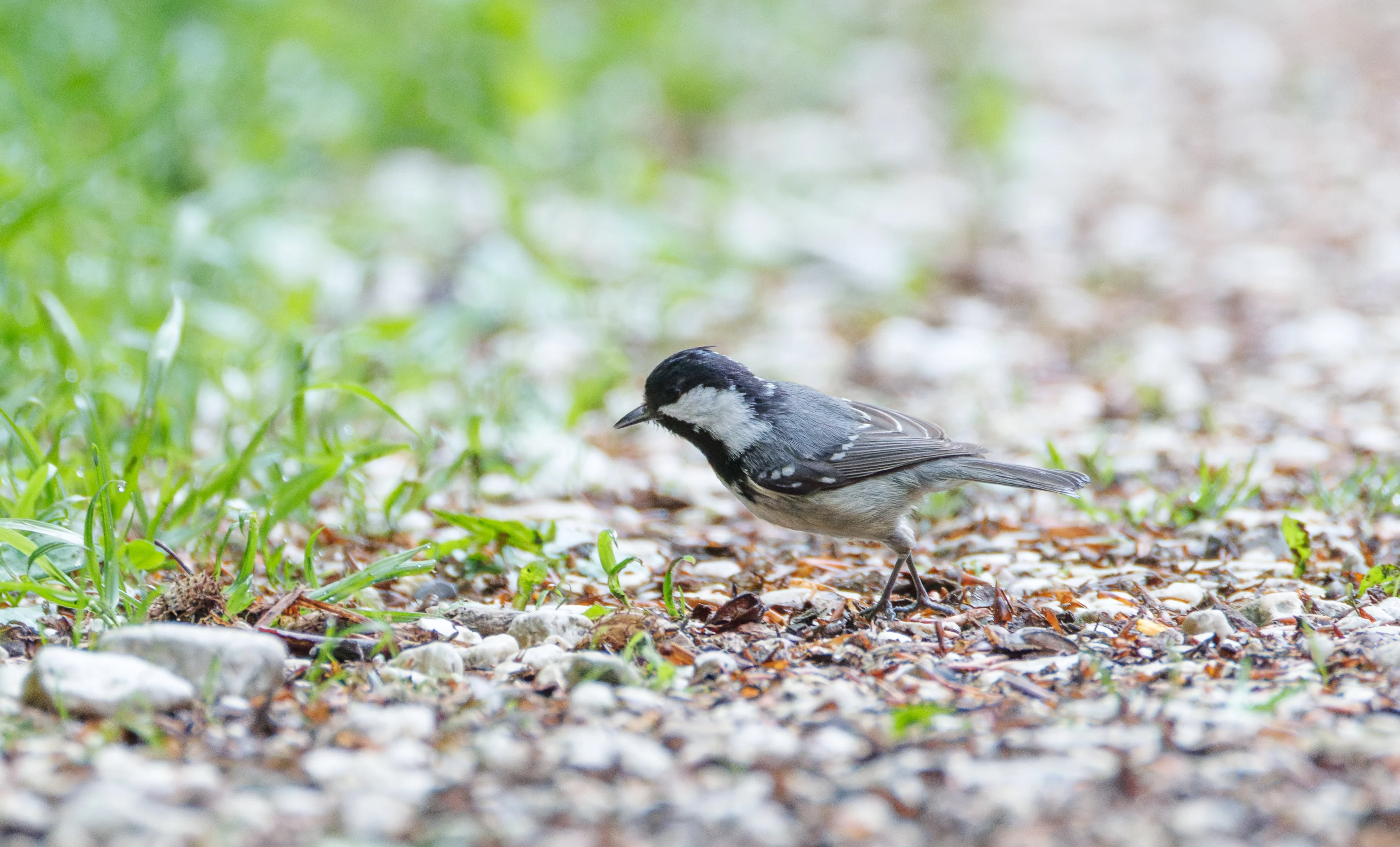 Coal Tit, Transylvania, Romania — photo by Orlando Prugel-Bennett