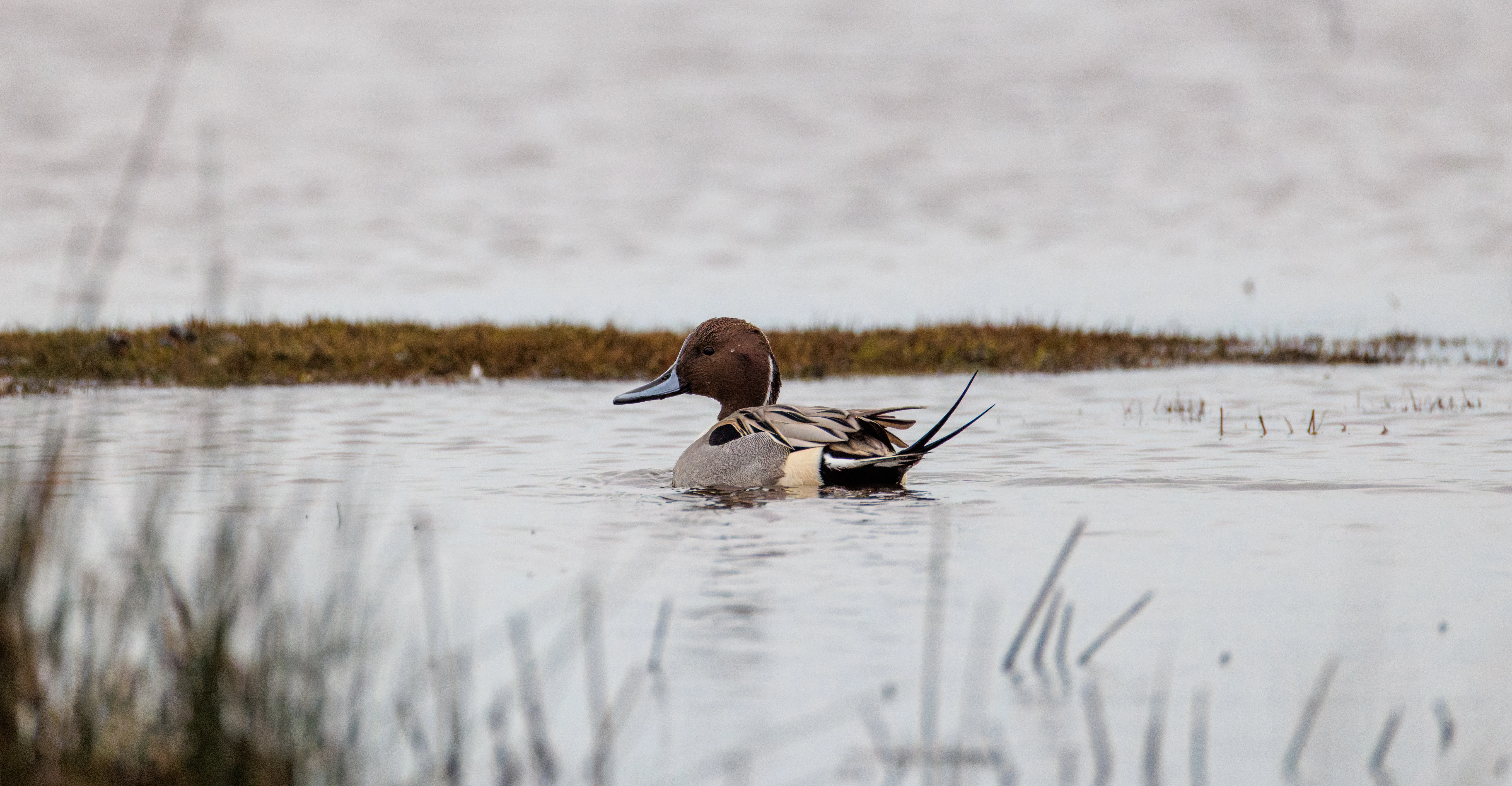 Northern Pintail, Lymington, Hampshire, UK — photo by Orlando Prugel-Bennett