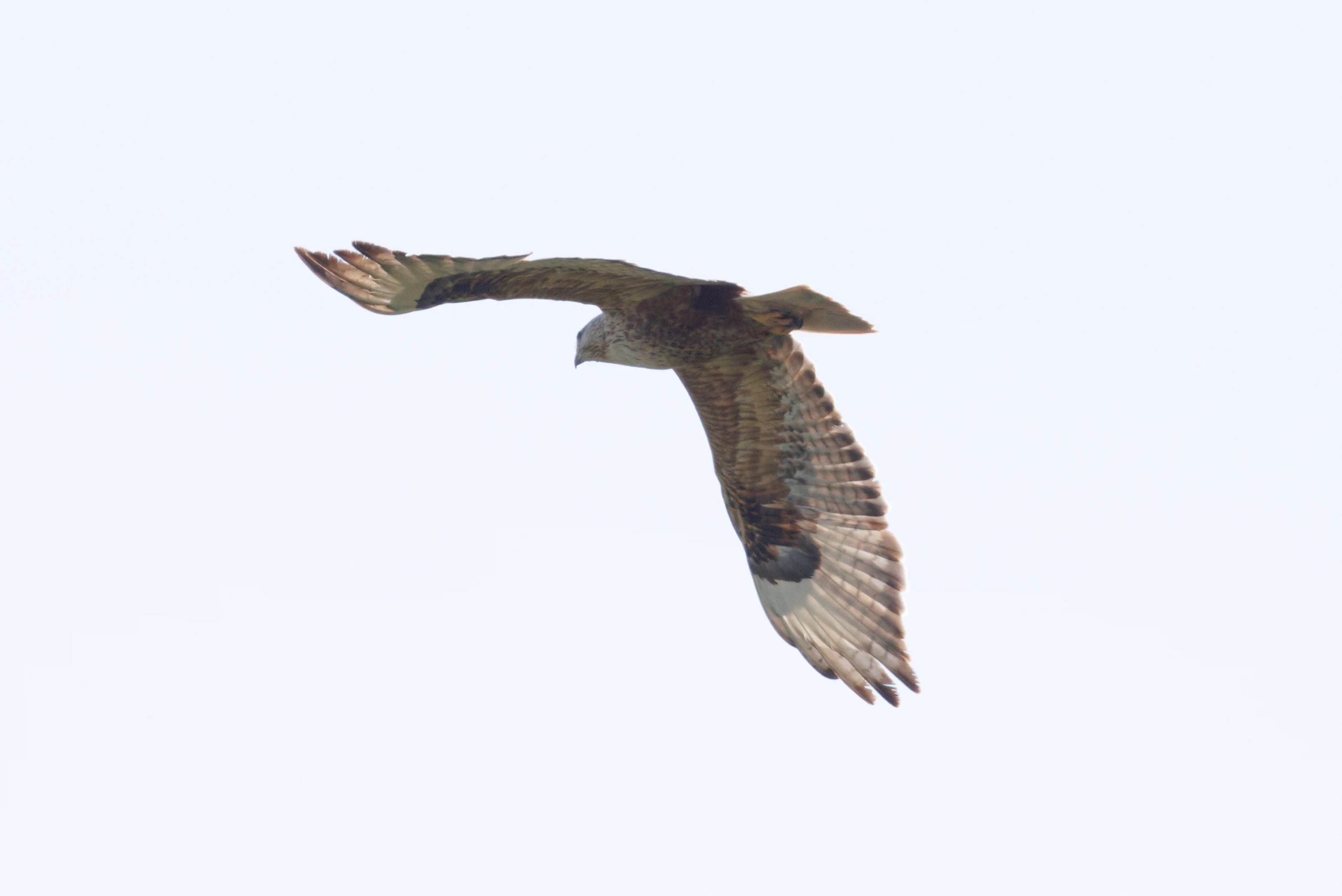 Long-Legged Buzzard, Romanian Steppe, Romania — photo by Orlando Prugel-Bennett