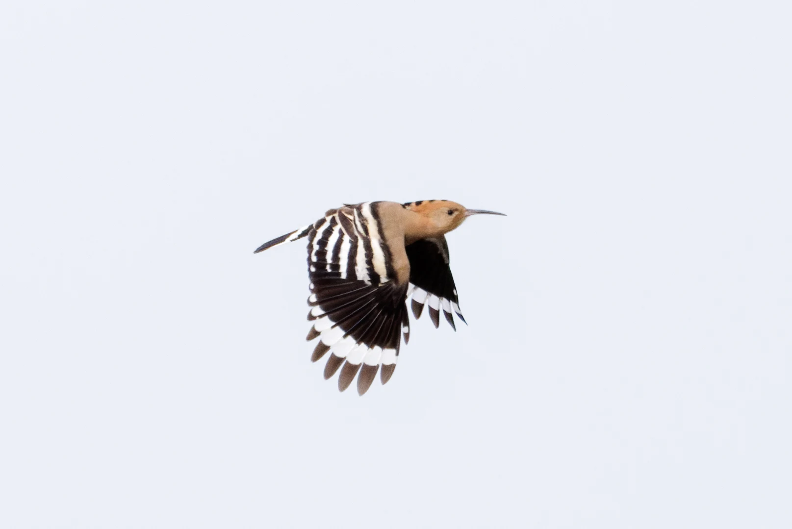 Eurasian Hoopoe, Danube Delta, Romania — photo by Orlando Prugel-Bennett