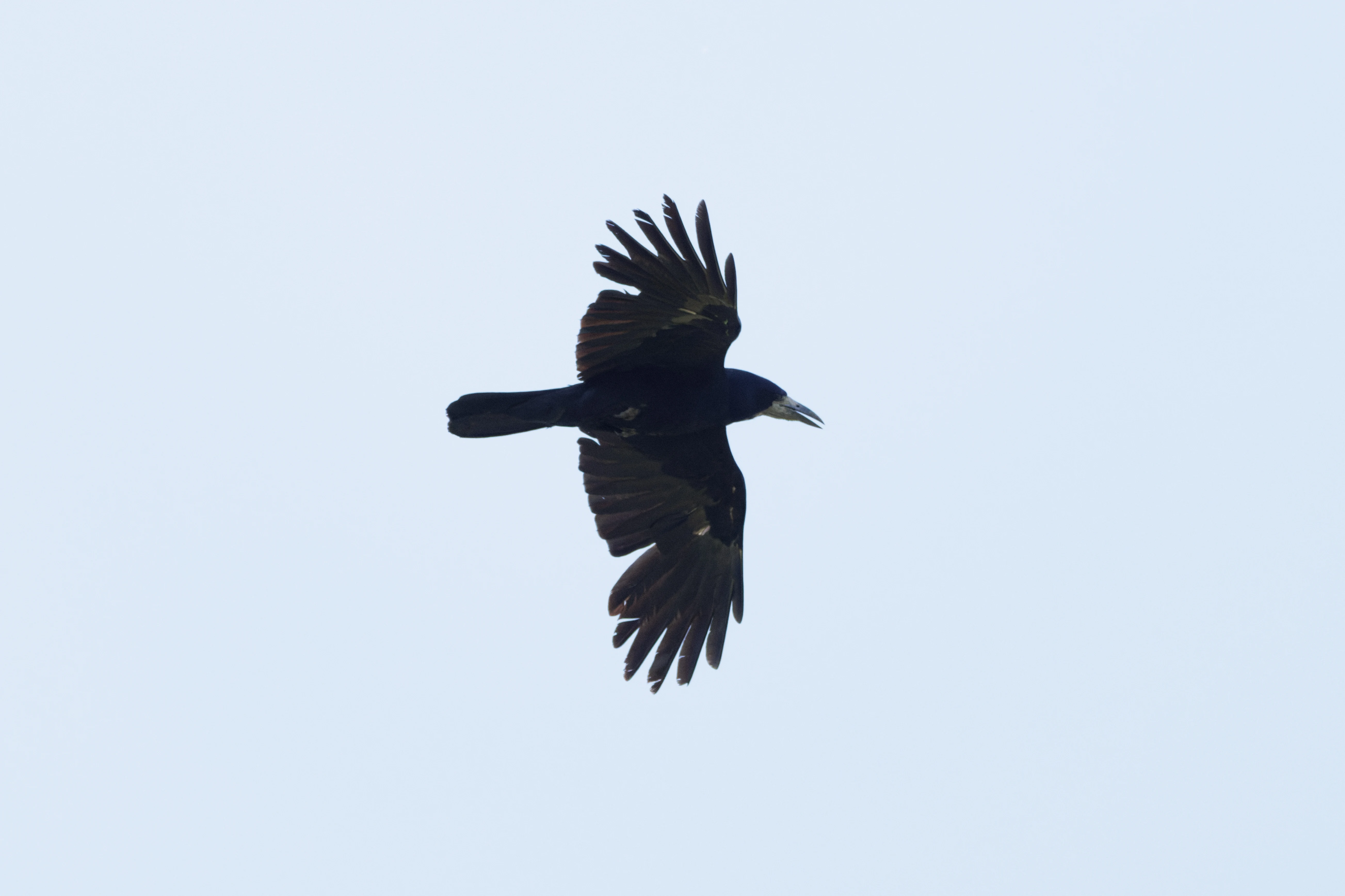 Rook in flight, Romanian Steppe, Romania — photo by Orlando Prugel-Bennett