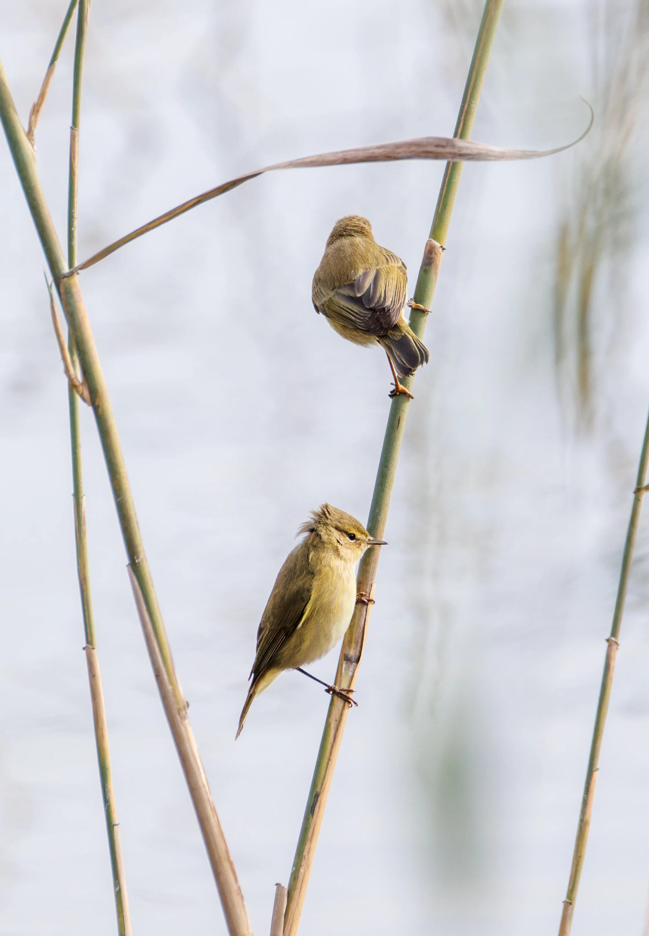 Common Chiffchaff, El Hondo, Spain — photo by Orlando Prugel-Bennett