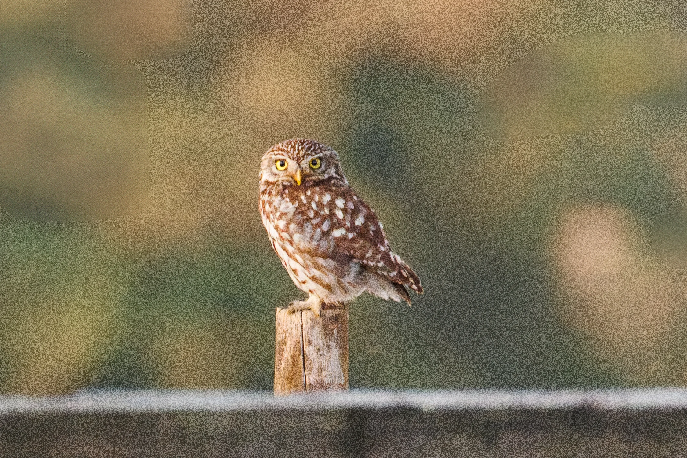 Little Owl, Dogmersfield, Hampshire, UK — photo by Orlando Prugel-Bennett