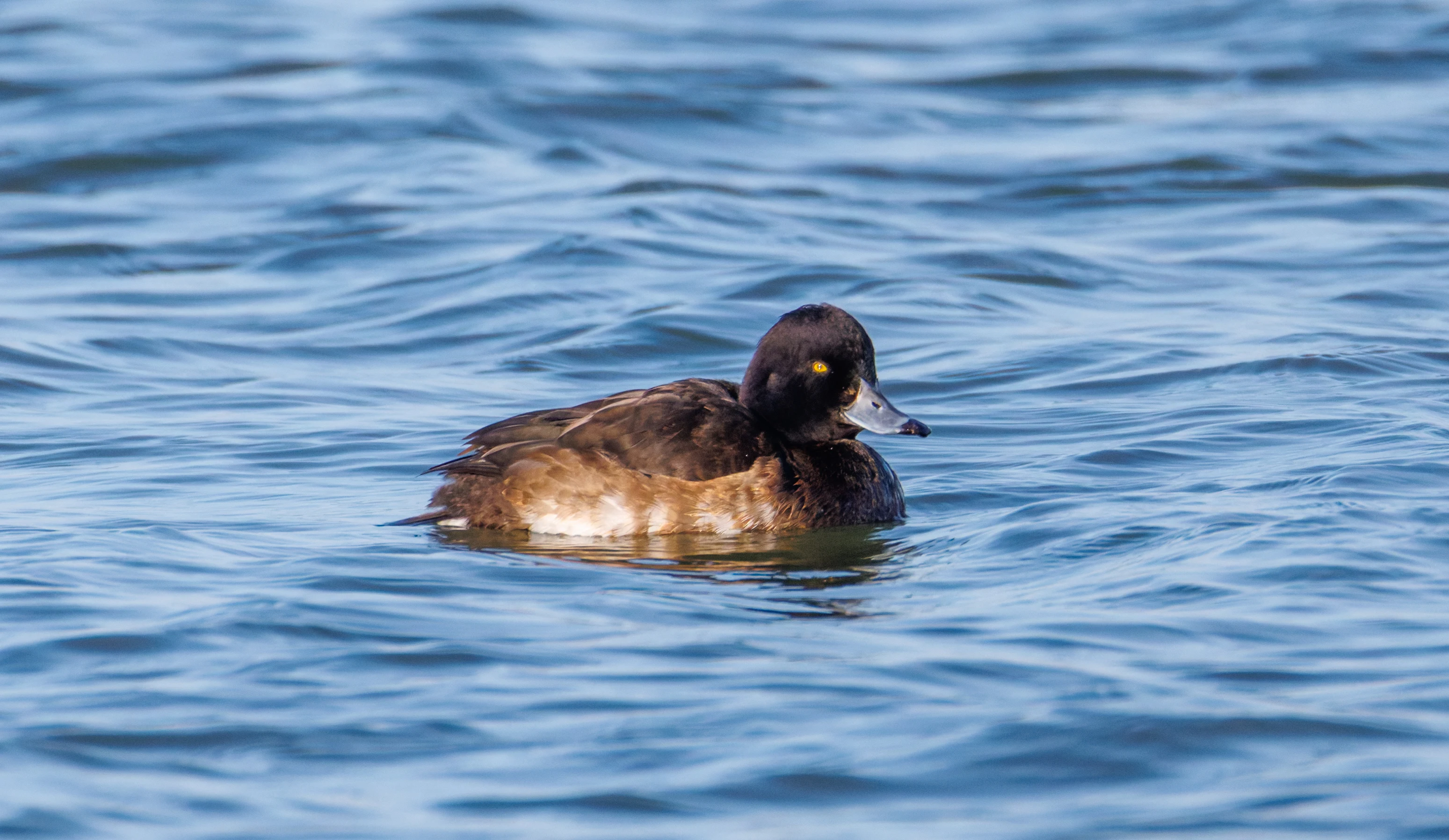Tufted Duck, Flevoland, Netherlands — photo by Orlando Prugel-Bennett