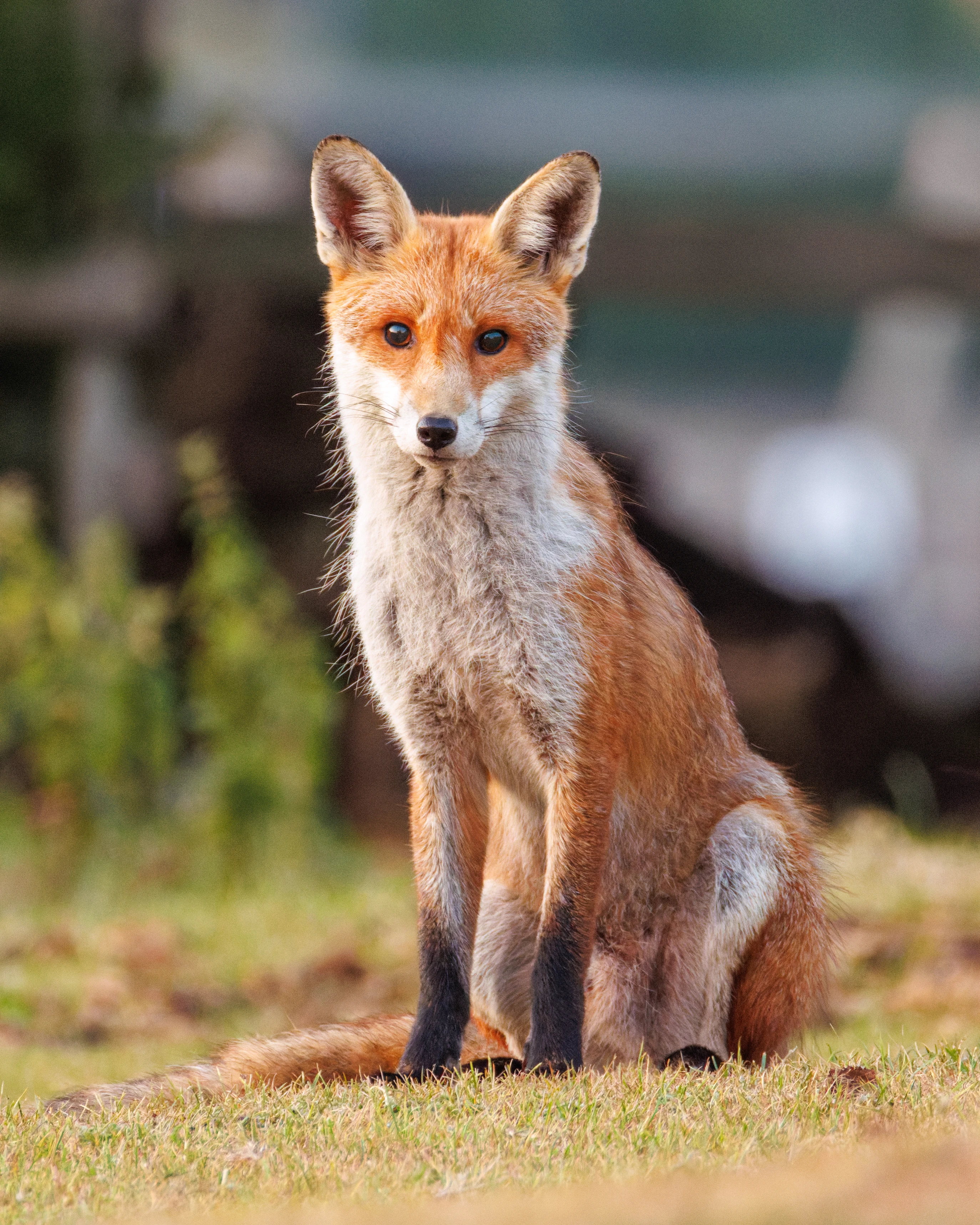 Red Fox, Dogmersfield, Hampshire, UK — photo by Orlando Prugel-Bennett