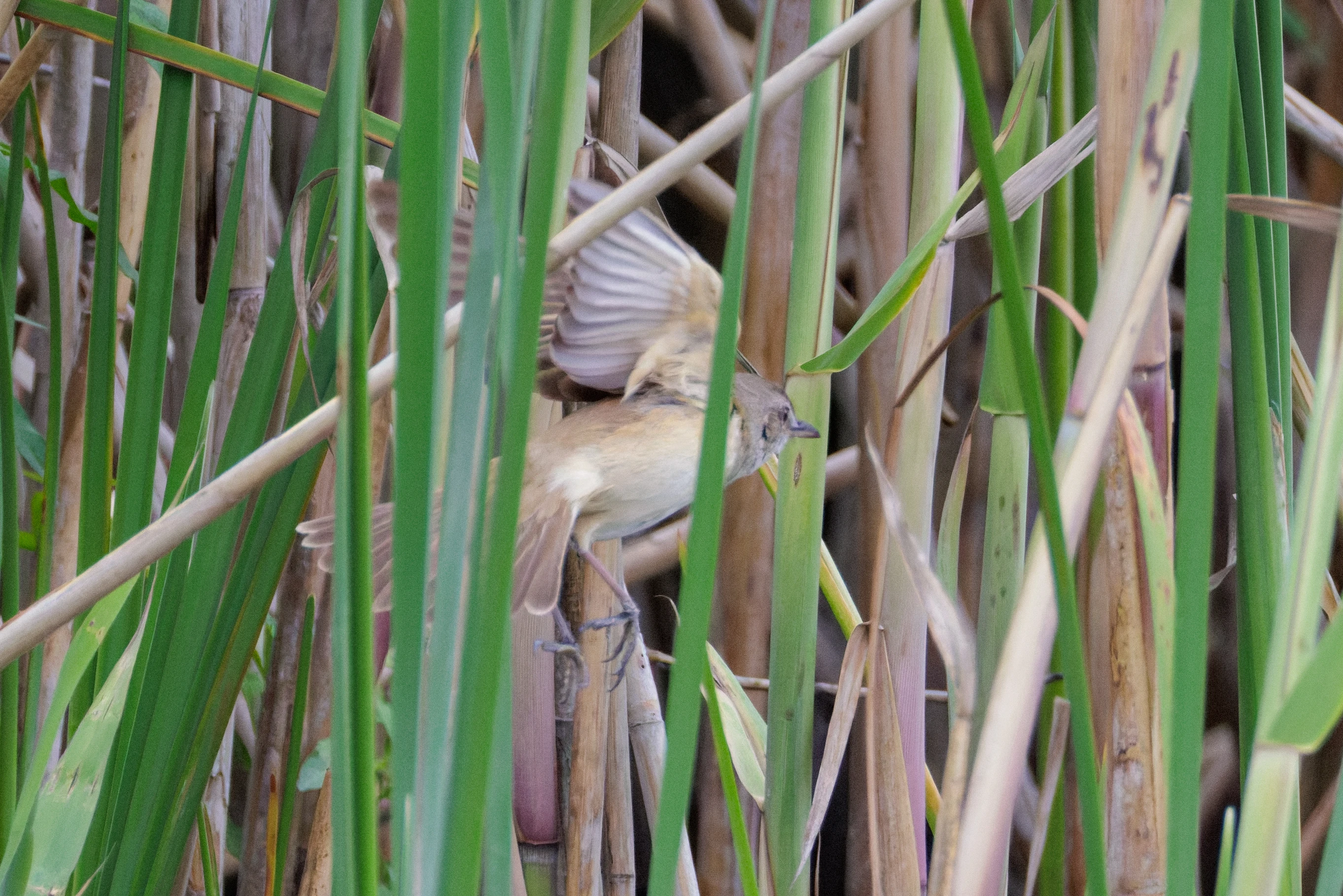 Great Reed Warbler, Danube Delta, Romania — photo by Orlando Prugel-Bennett