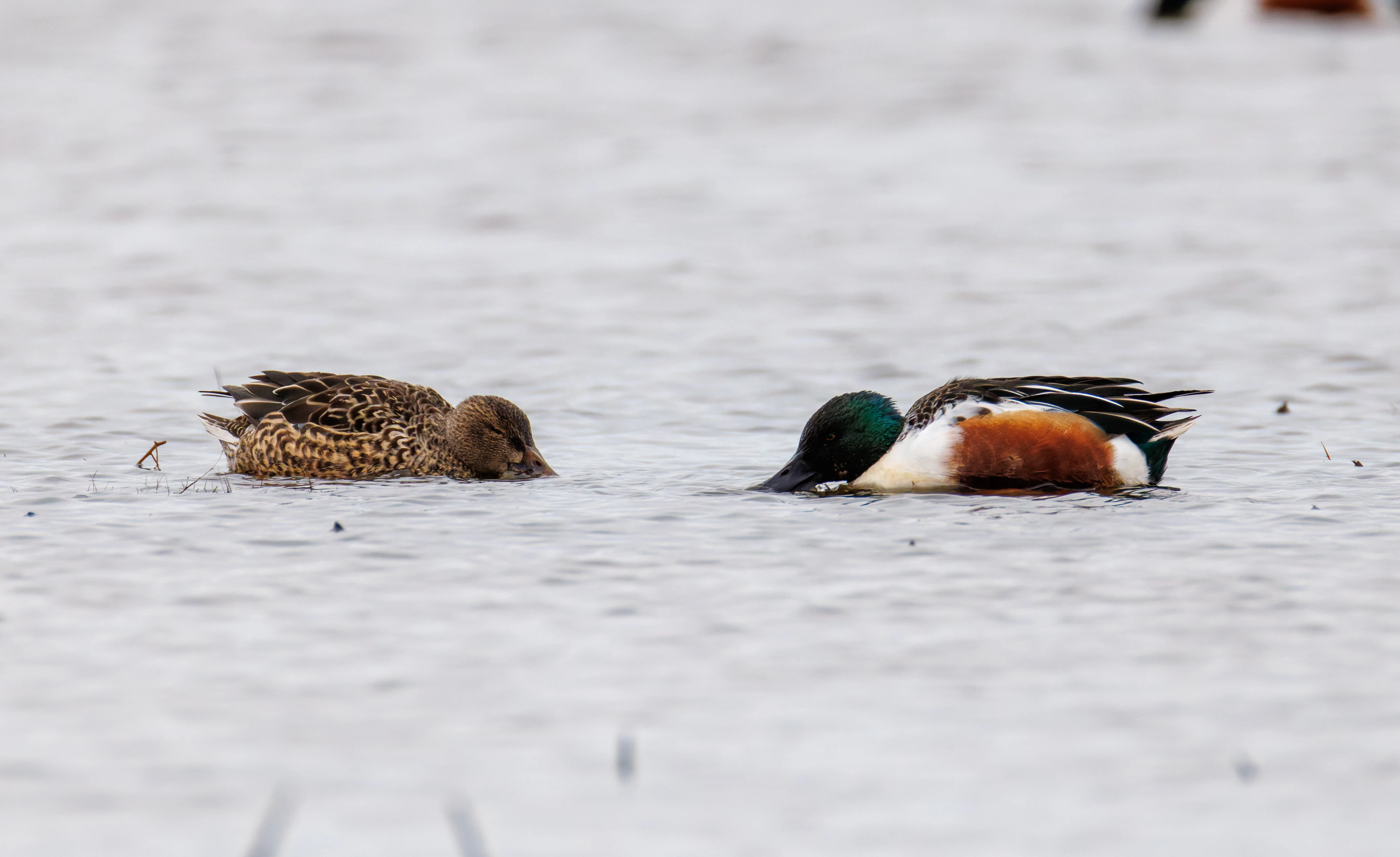 Northern Shoveler, Lymington, Hampshire, UK — photo by Orlando Prugel-Bennett