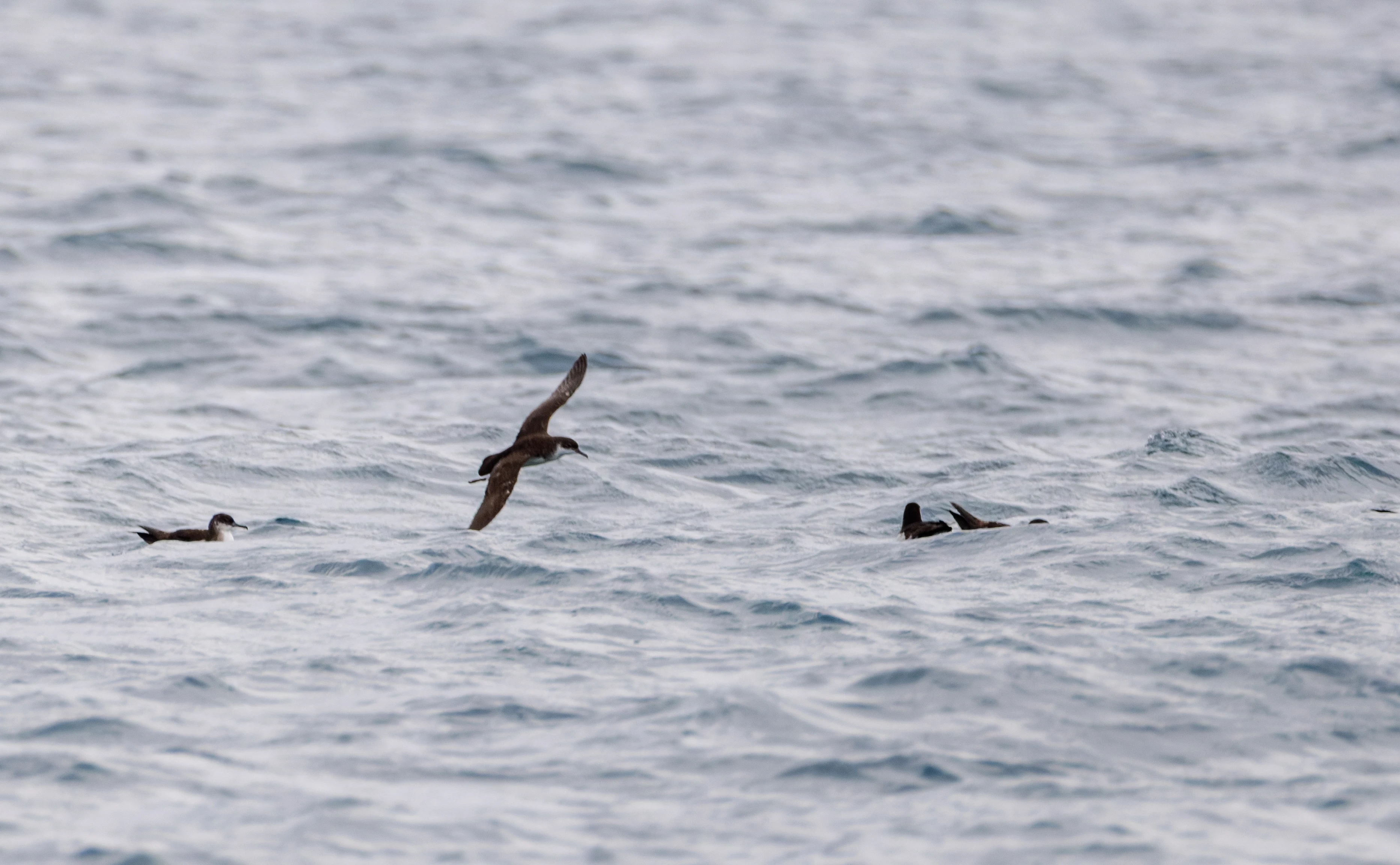 Manx Shearwater, Falmouth, Cornwall, UK — photo by Orlando Prugel-Bennett