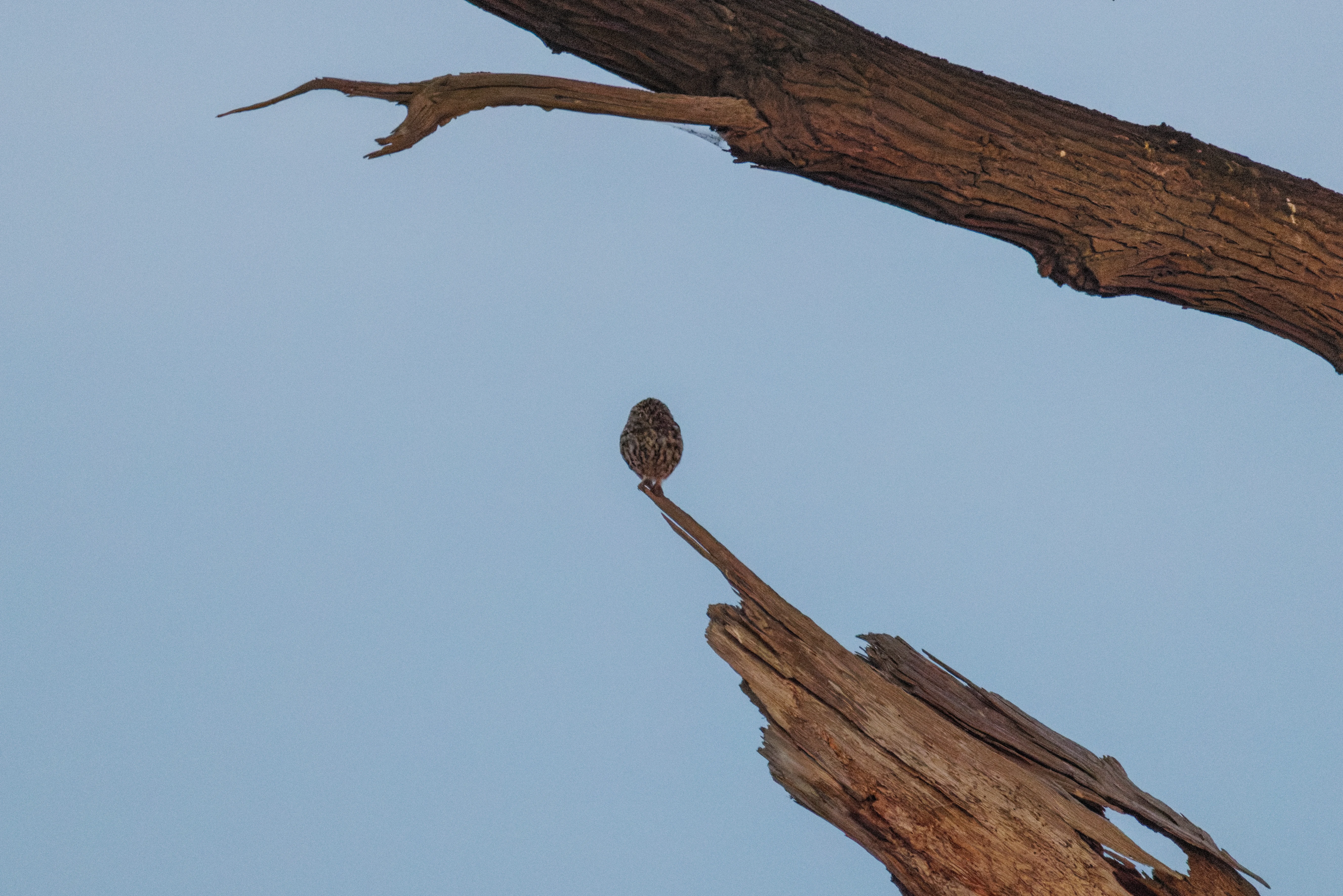 Little Owl, Dogmersfield, Hampshire, UK — photo by Orlando Prugel-Bennett