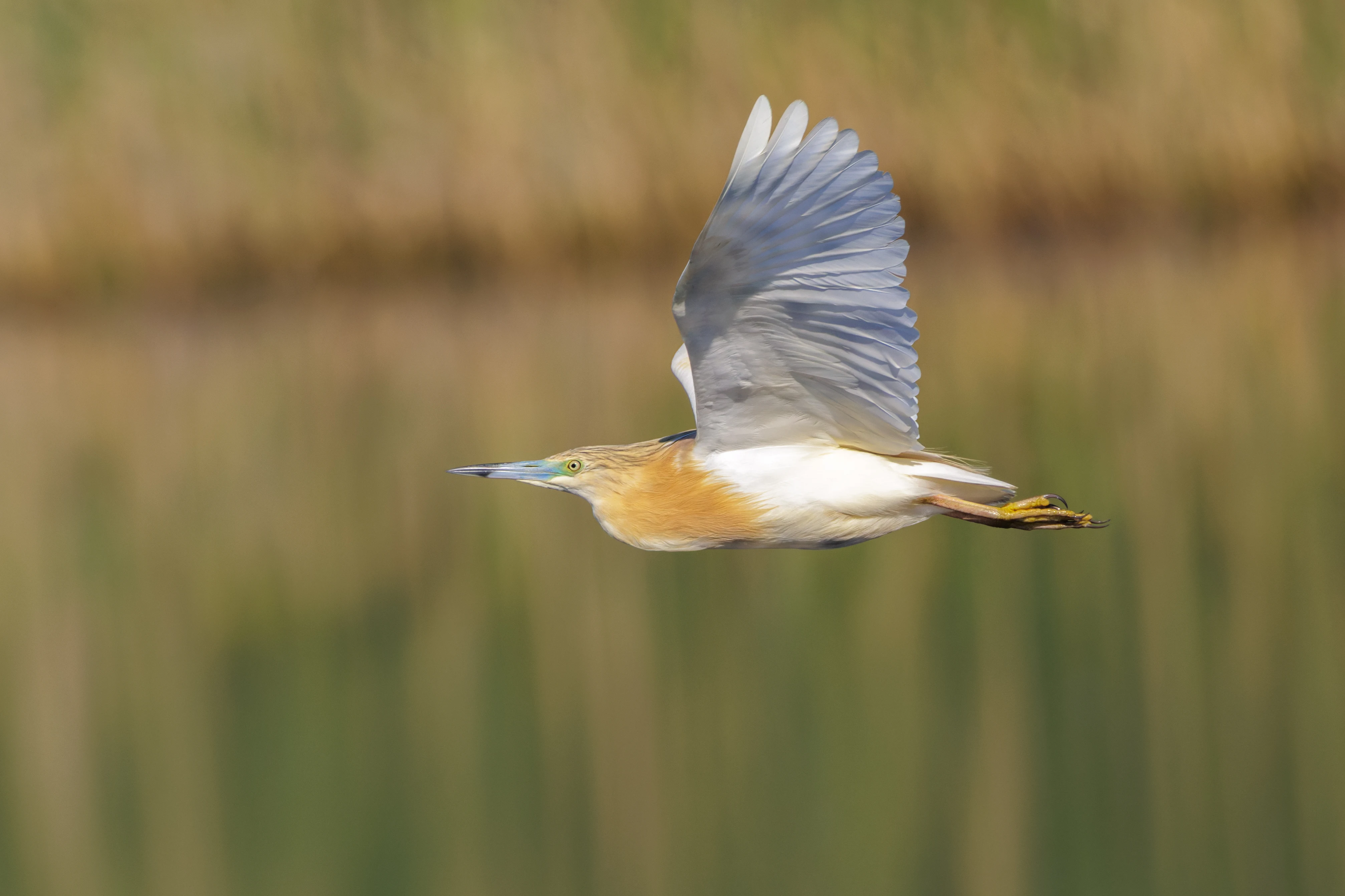 Squacco Heron, Danube Delta, Romania — photo by Orlando Prugel-Bennett