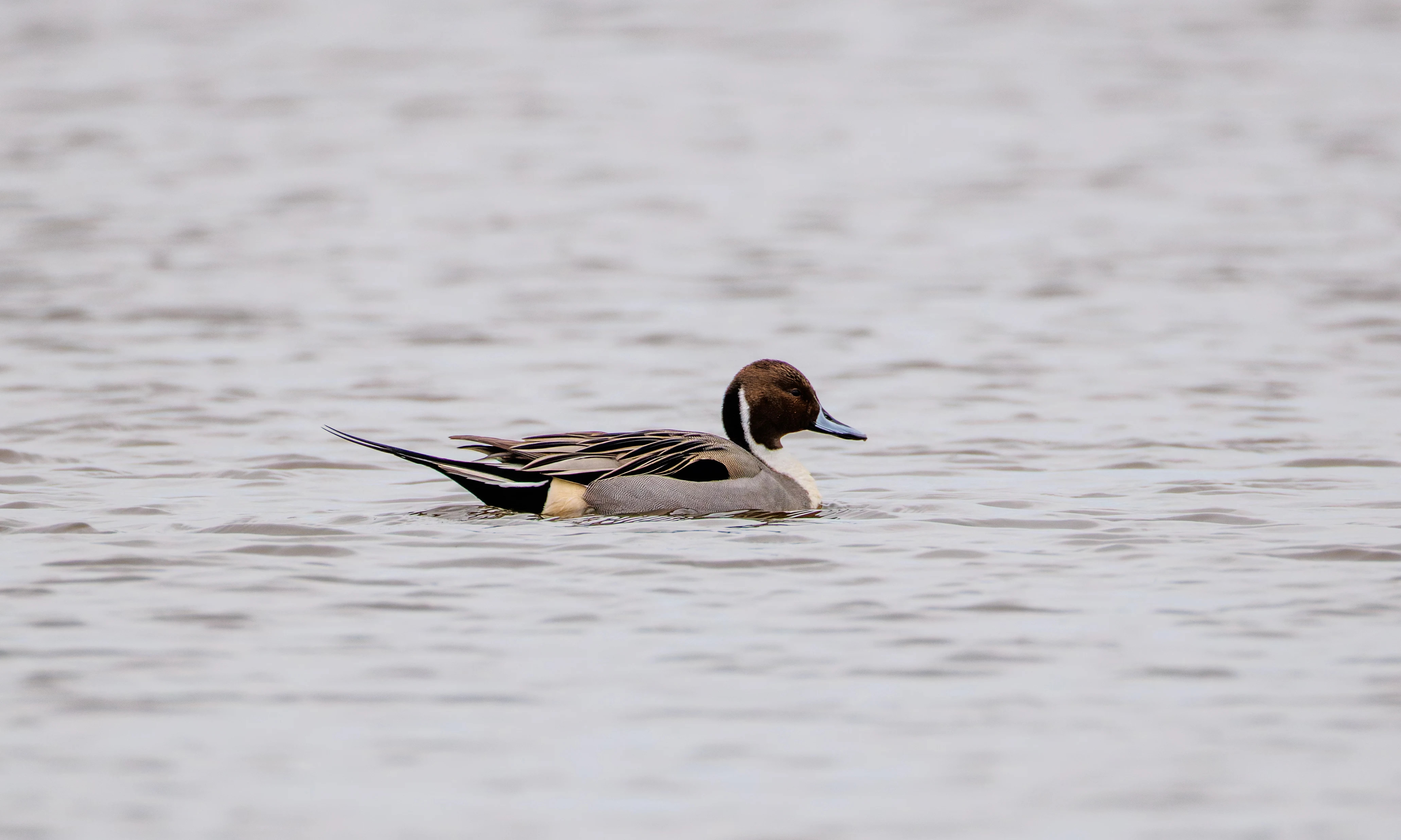 Northern Pintail, Lymington, Hampshire, UK — photo by Orlando Prugel-Bennett