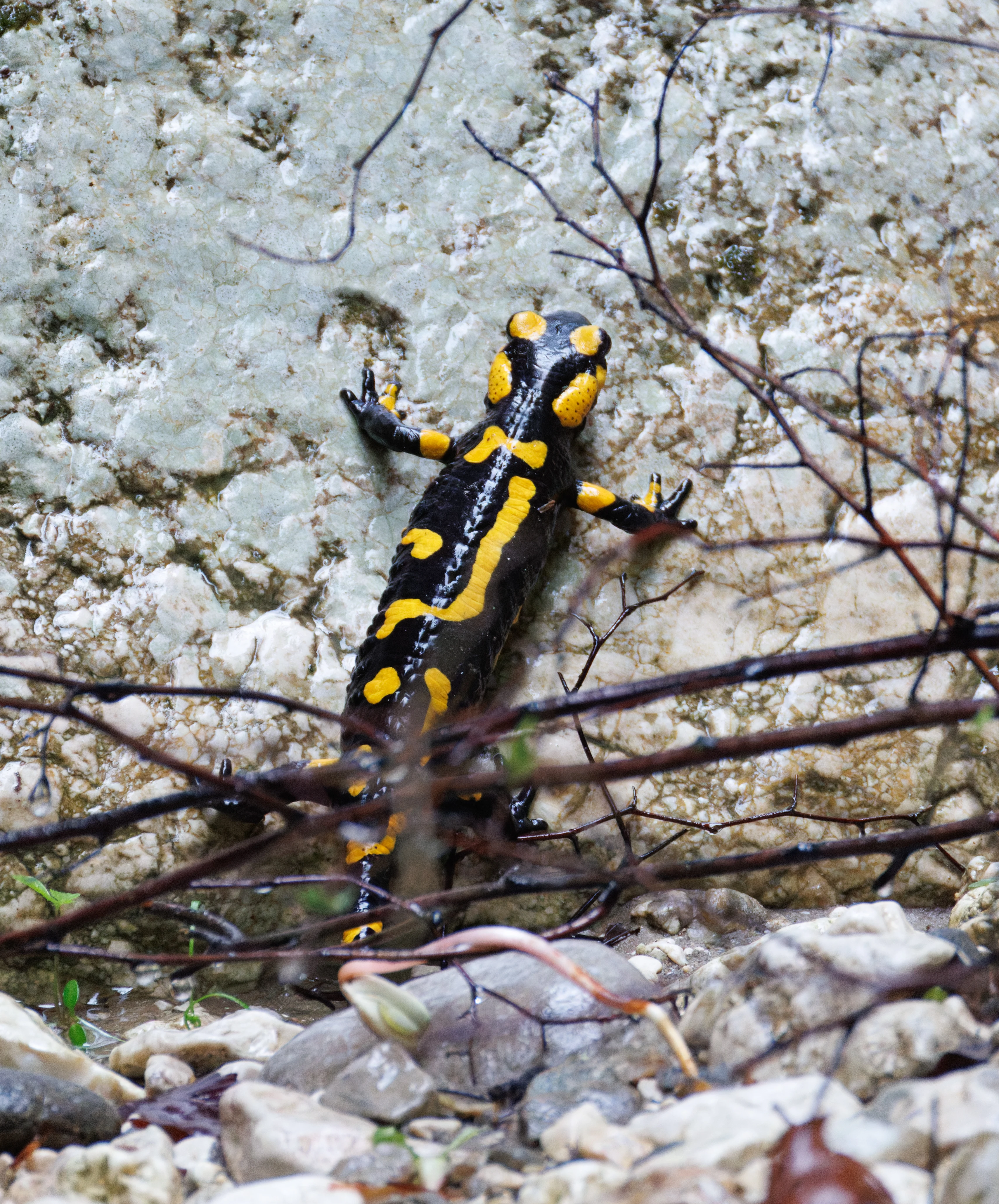 Fire Salamander, Transylvania, Romania — photo by Orlando Prugel-Bennett
